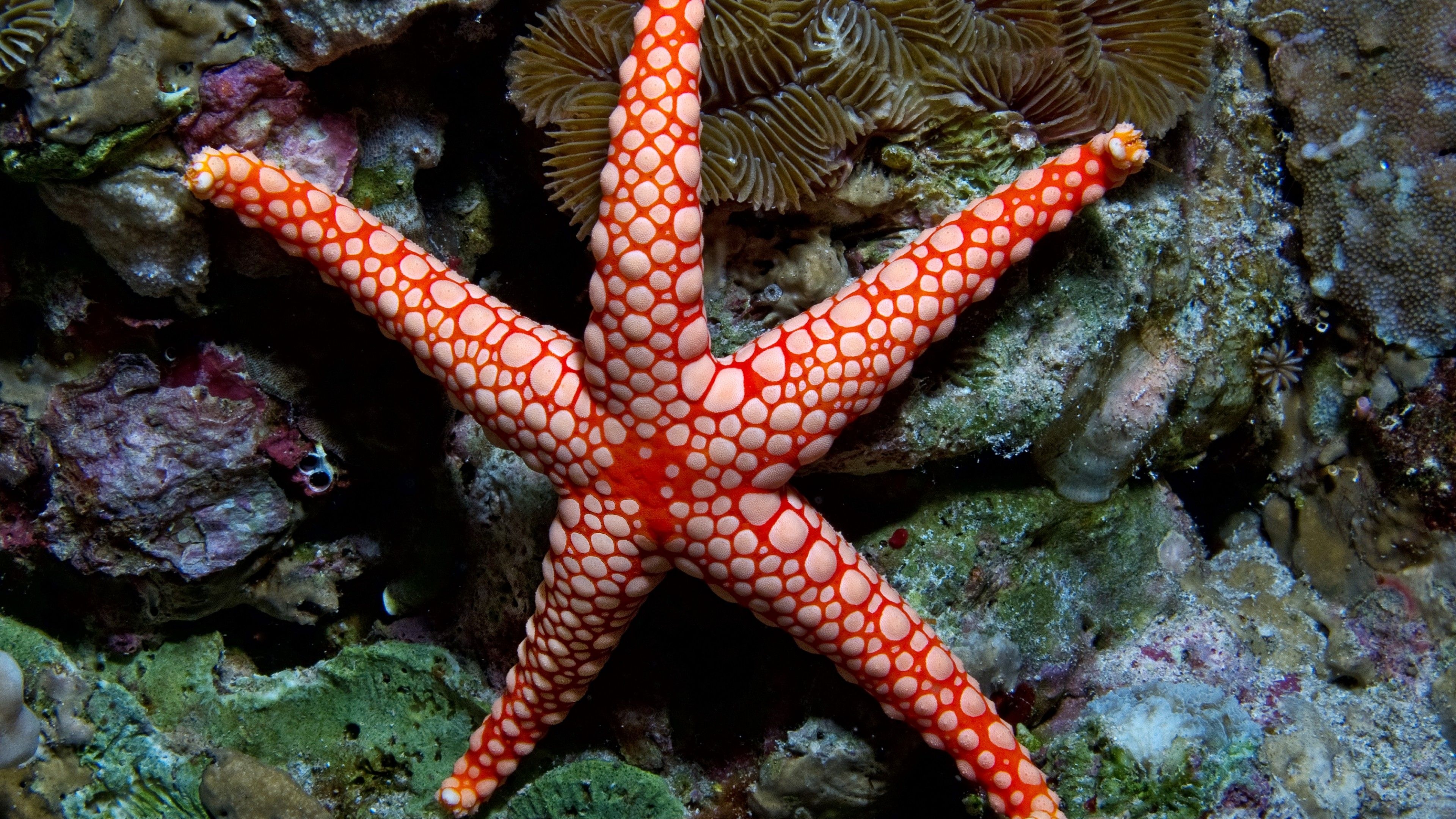 Starfish, Sea Animals Wallpaper, 3840x2160 4K Desktop