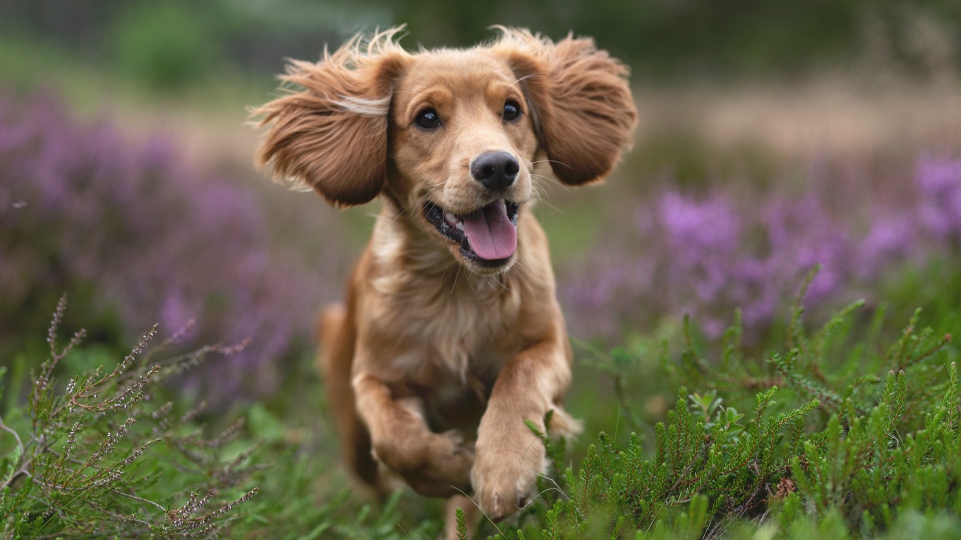 Cute pets, HD wallpapers, Desktop, 1920 x 1080, 1920x1080 Full HD Desktop
