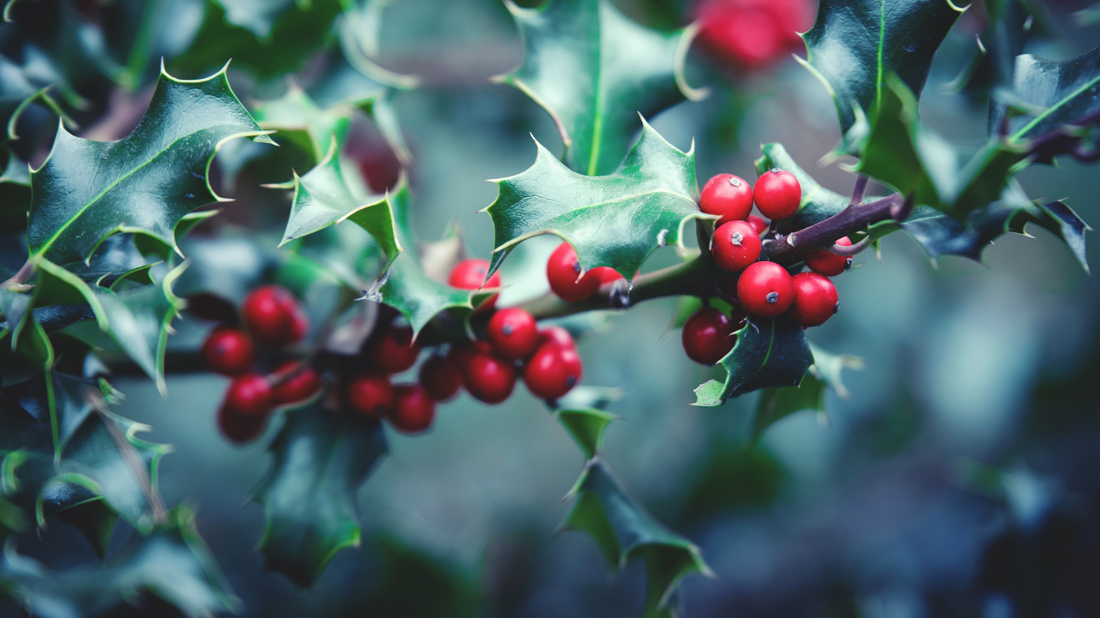 Holly Tree, 4K ast wallpapers, Stunning backgrounds, High definition, 3840x2160 4K Desktop