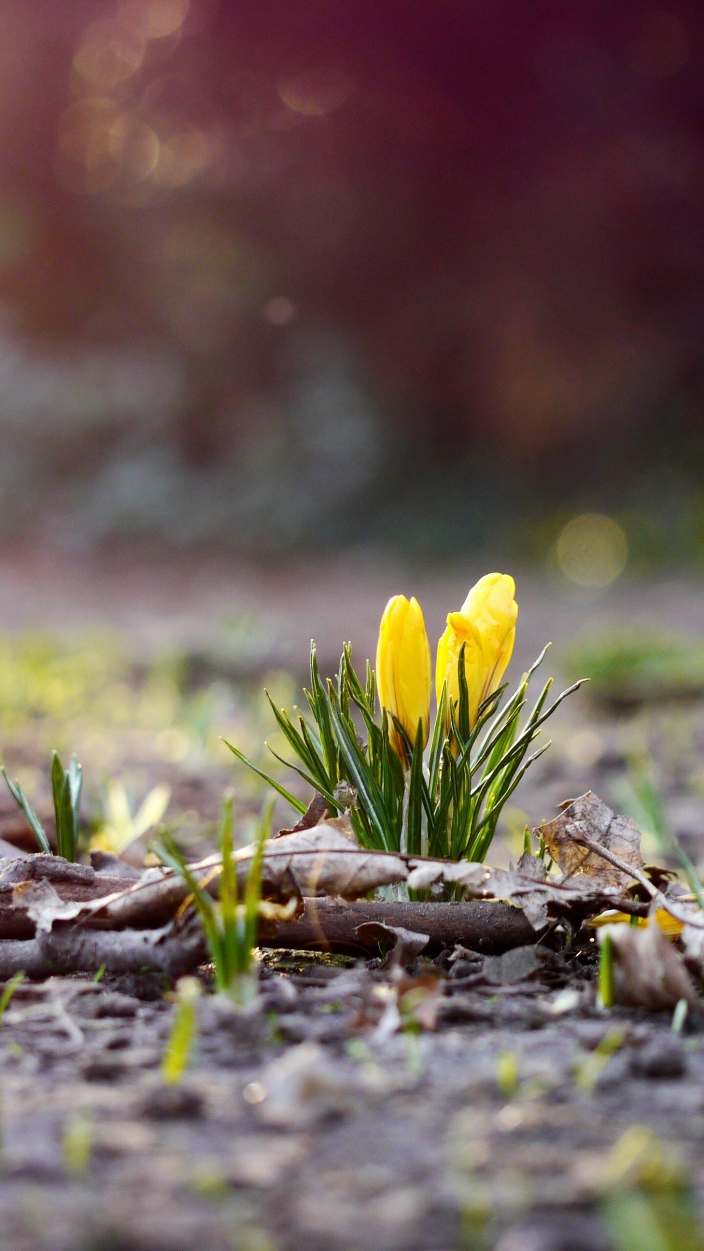 4K flower wallpaper, Spring forest scenery, Nature's wonders, Captivating beauty, 1440x2560 HD Phone