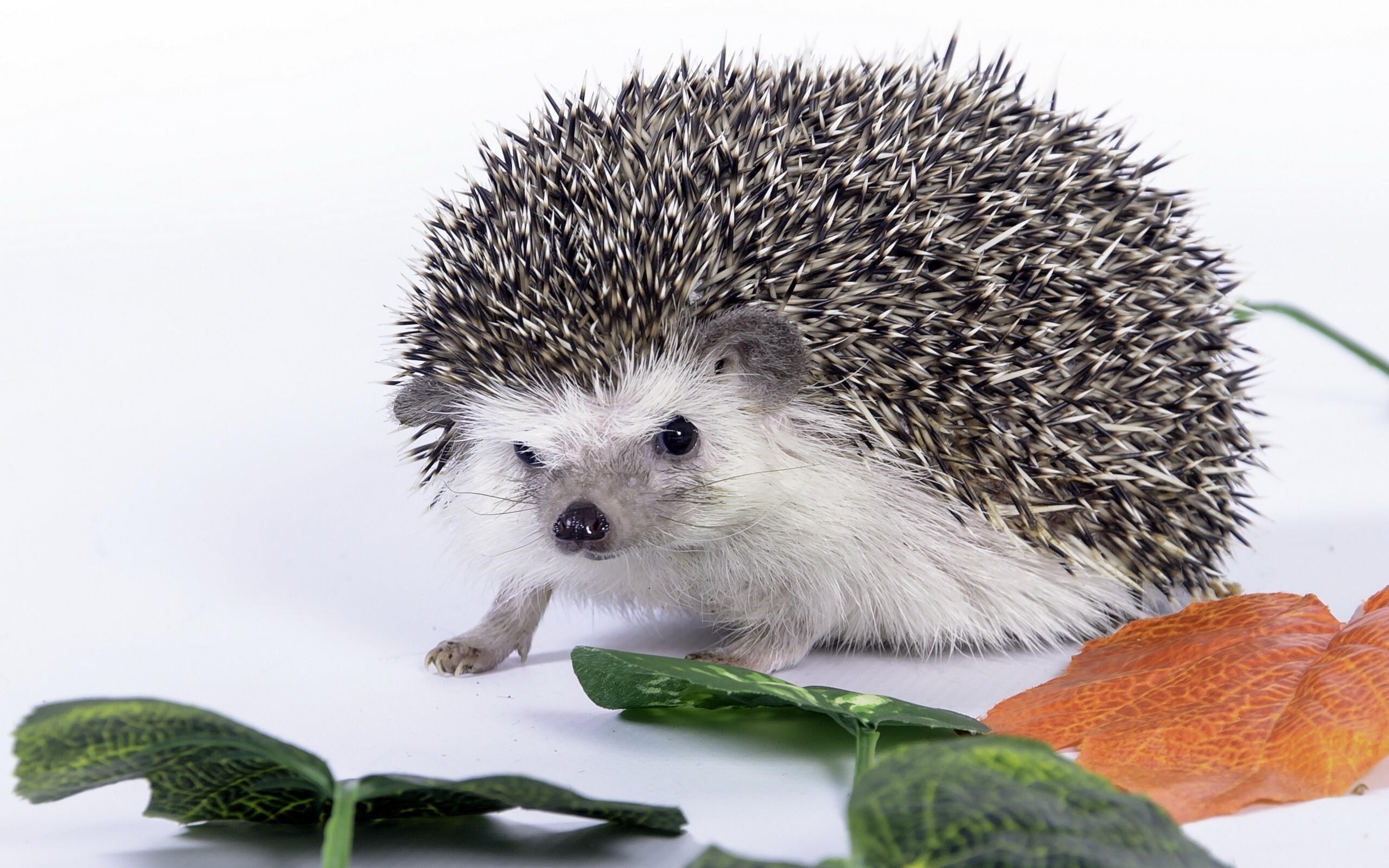 Cute hedgehog wallpaper, Desktop mobile tablet, Sonic wallpapers, 2560x1600 HD Desktop