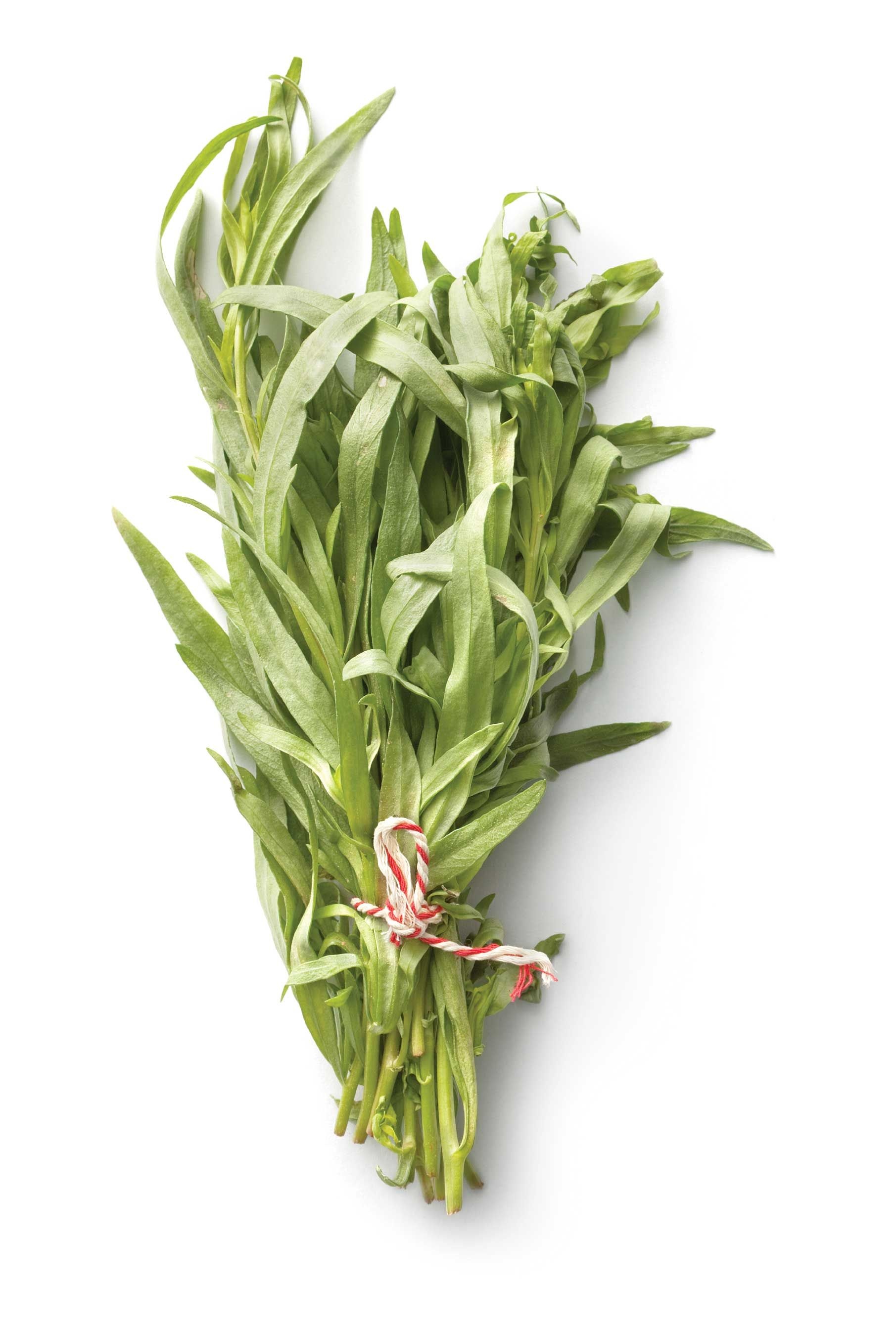 Tarragon herb, Herb flowers plants, Flowers plants herbs, Pinterest, 1820x2720 HD Phone