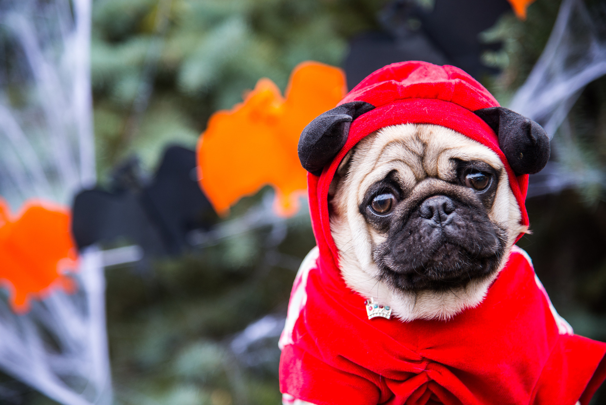 Halloween pets, Pet costumes, Funny pets, Adorable embarrassments, 2050x1370 HD Desktop