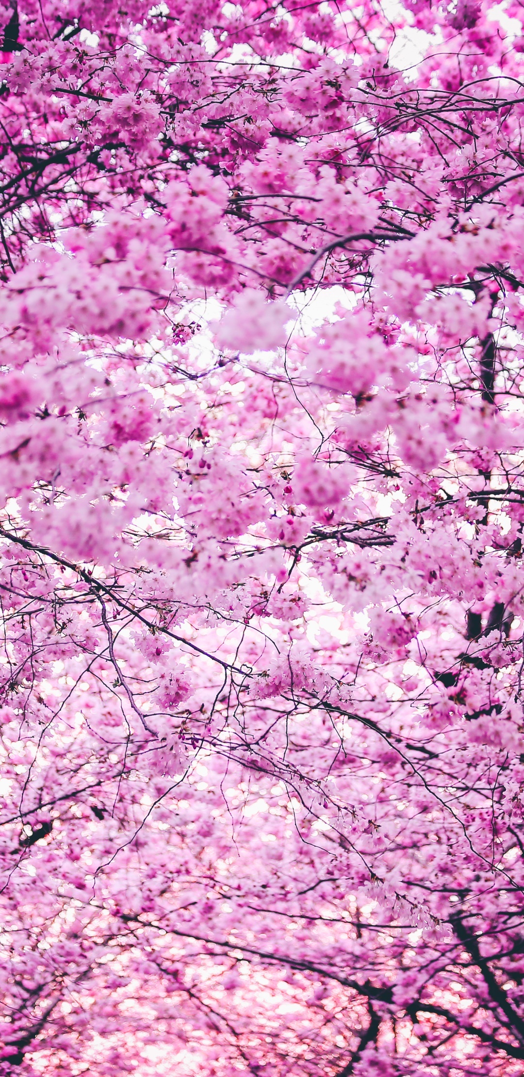Pink cherry blossom canopy, Blooming sakura tree branches, Dense spring floral backdrop, HD Phone wallpaper