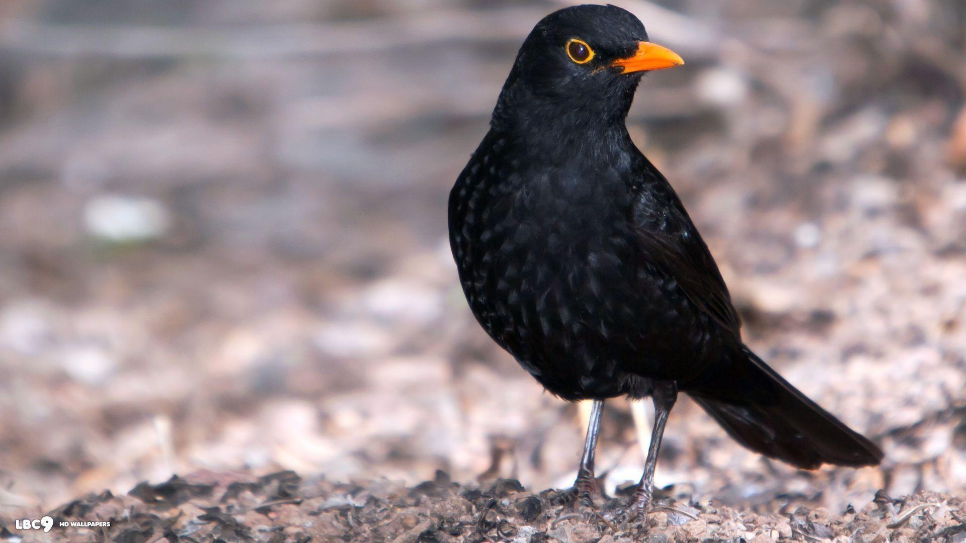 Common Blackbird, Blackbird wallpapers, Top free backgrounds, Feathered creature, 1920x1080 Full HD Desktop