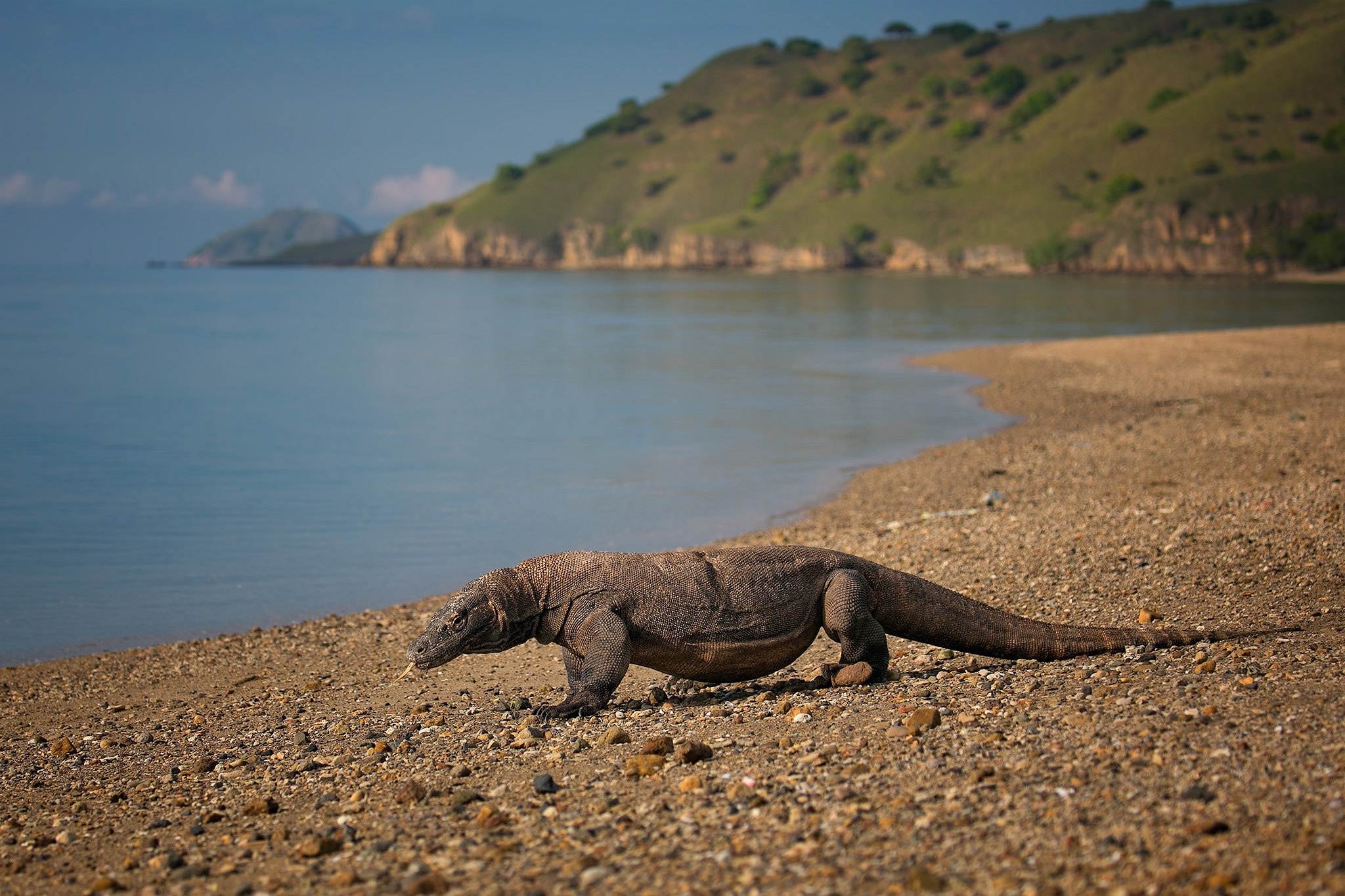 Komodo Island, Komodo dragon, HD wallpaper, 2050x1370 HD Desktop