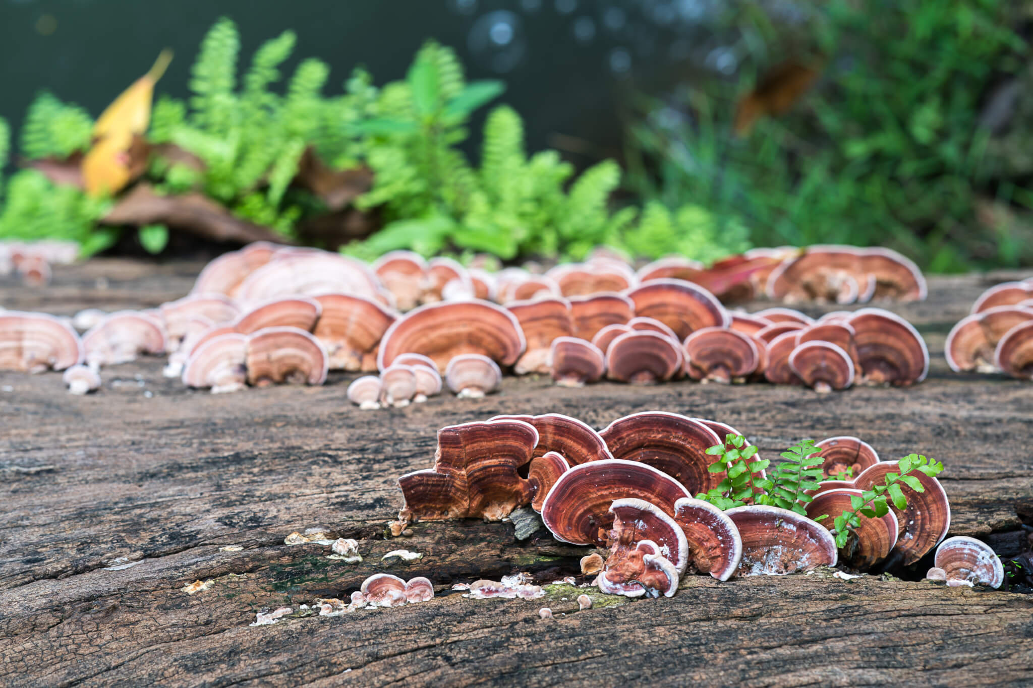 Reishi Mushroom, History research, Backed benefits, Yijia blog, 2050x1370 HD Desktop