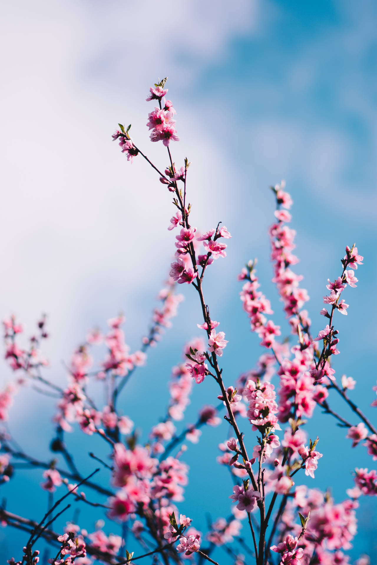 Pink sakura blossoms, Blooming tree branches, Bright blue sky, HD Phone wallpaper