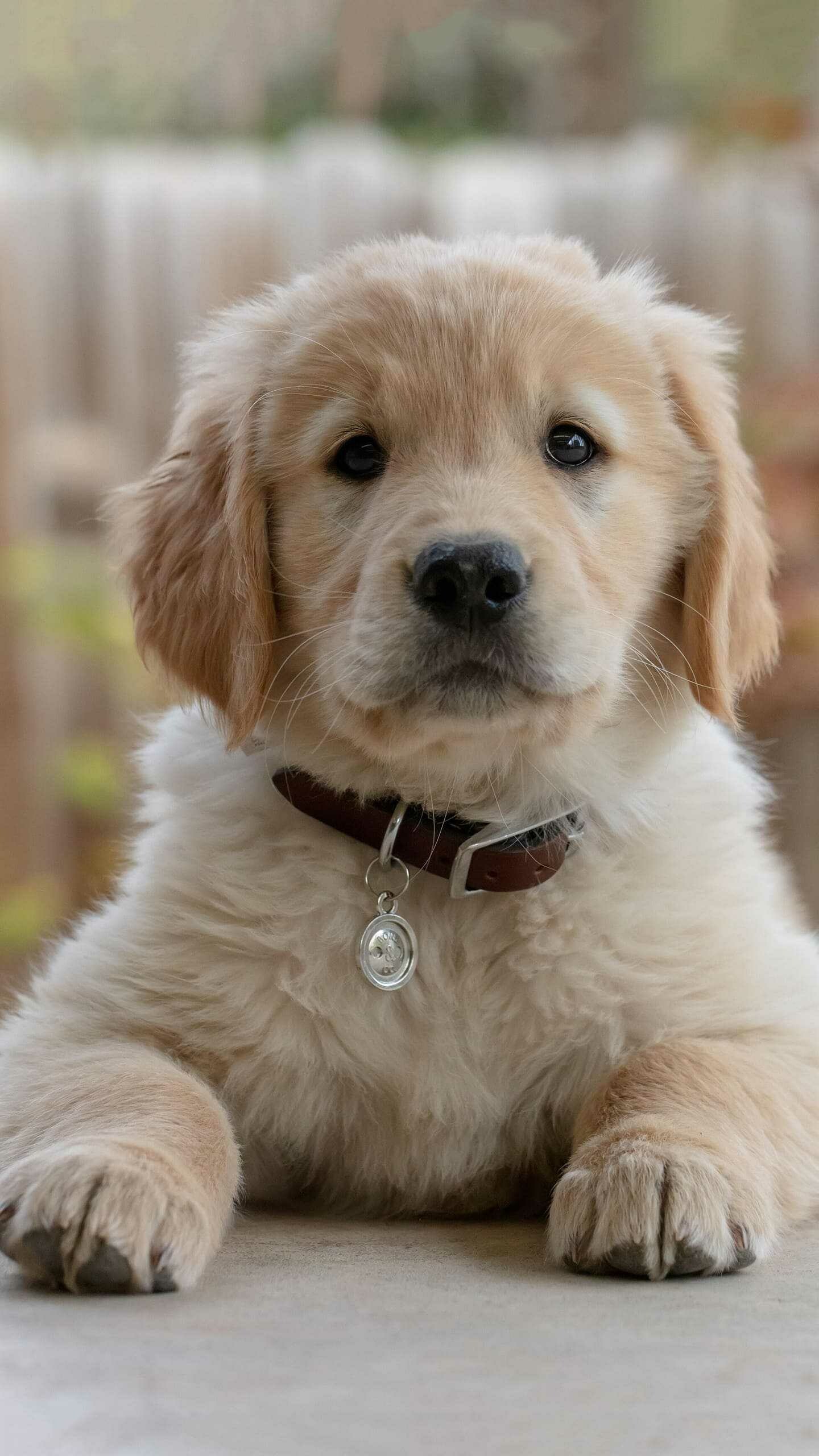 Puppy, Golden Retrievers Wallpaper, 1440x2560 HD Phone