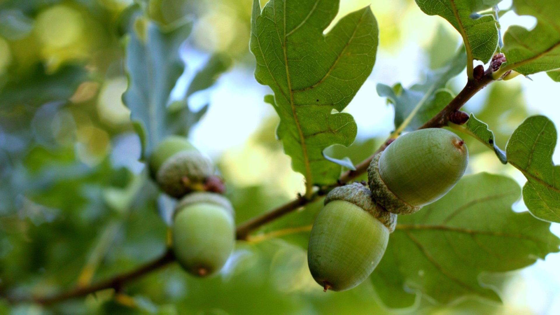 Captivating acorn image, Striking wallpaper, High-quality background, Visual appeal, 1920x1080 Full HD Desktop