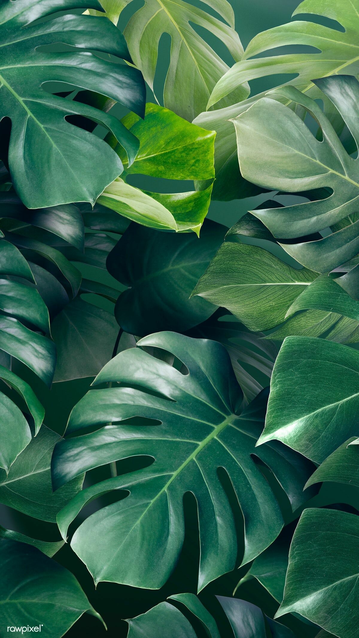 Monstera, Leaves Wallpaper, 1200x2140 HD Phone