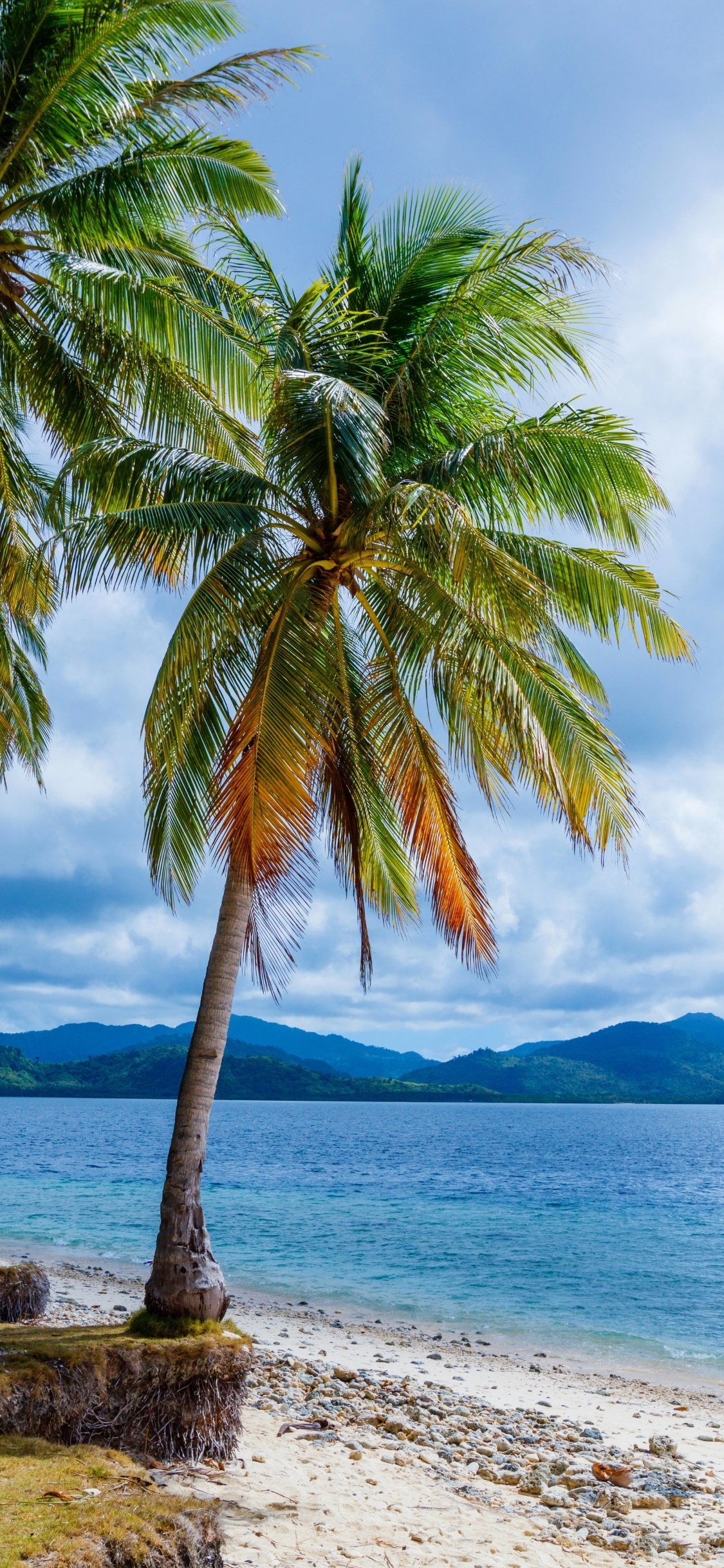 Coconut palm tree, Turquoise ocean water, Rocky sandy coastline, HD Phone wallpaper