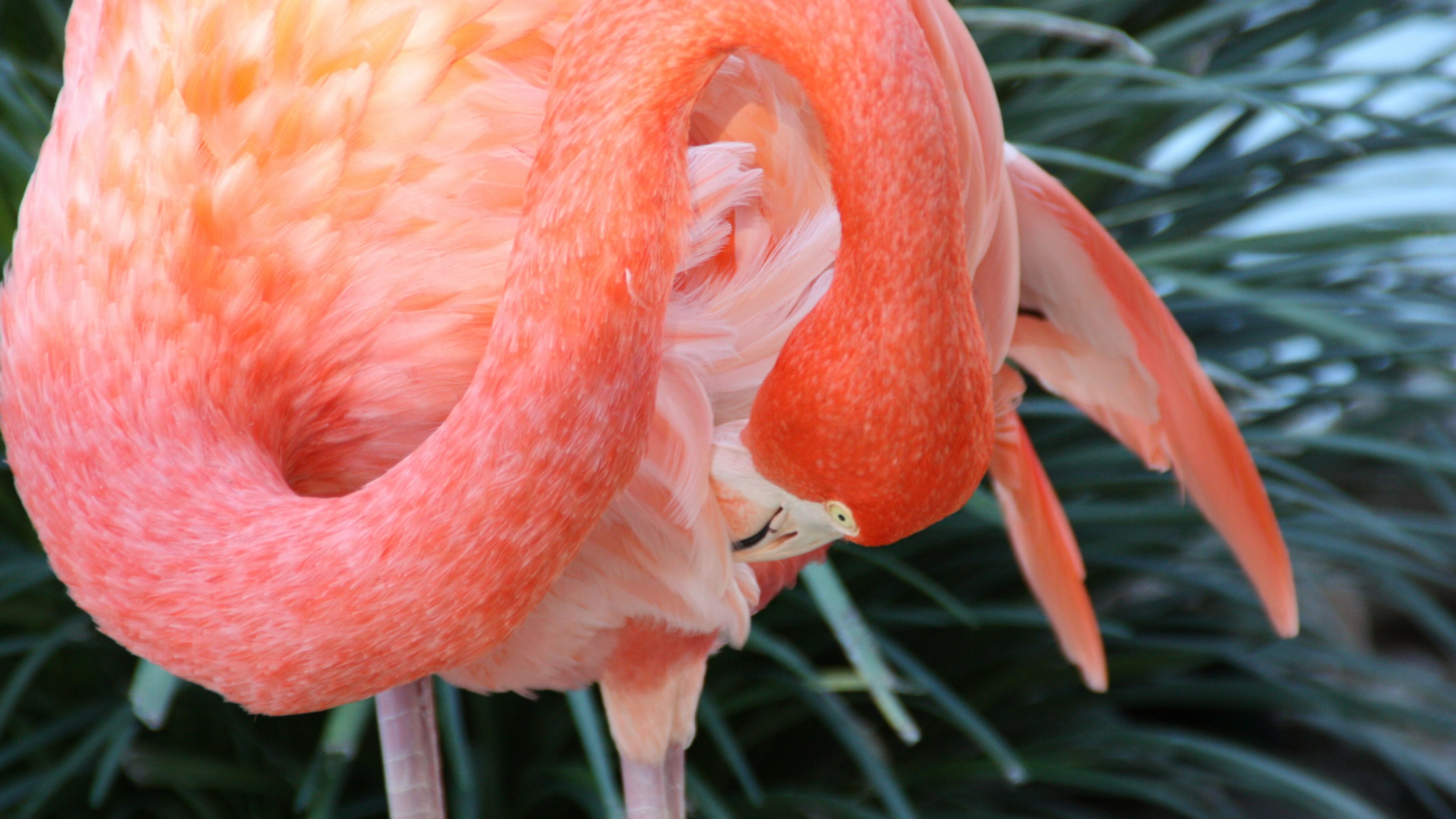 Close-up, Flamingos Wallpaper, 3840x2160 4K Desktop