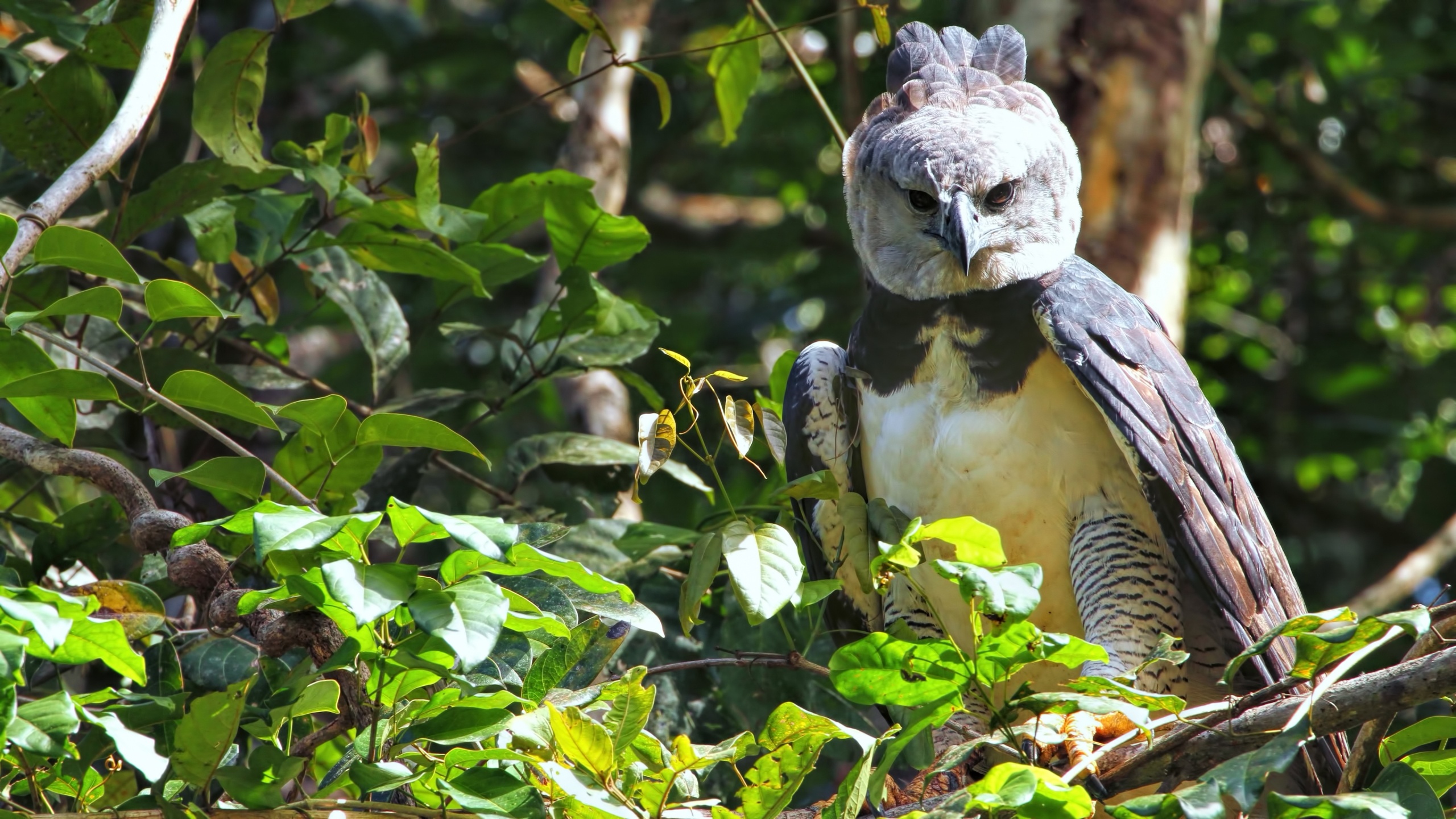 Eagle species admiration, Wildlife photography, Majestic avian beauty, Nature's guardians, 2560x1440 HD Desktop