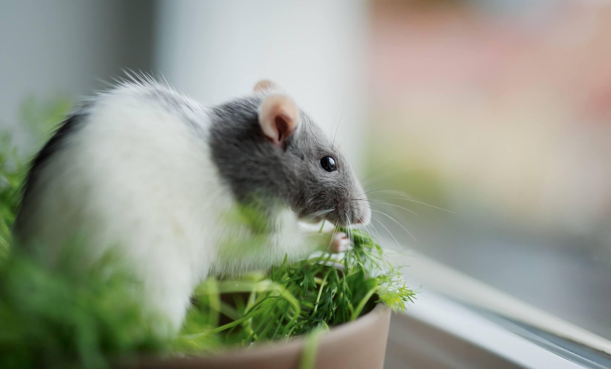 Various rat breeds, Rodent diversity, Whiskered mammals, Rat world, 2050x1240 HD Desktop