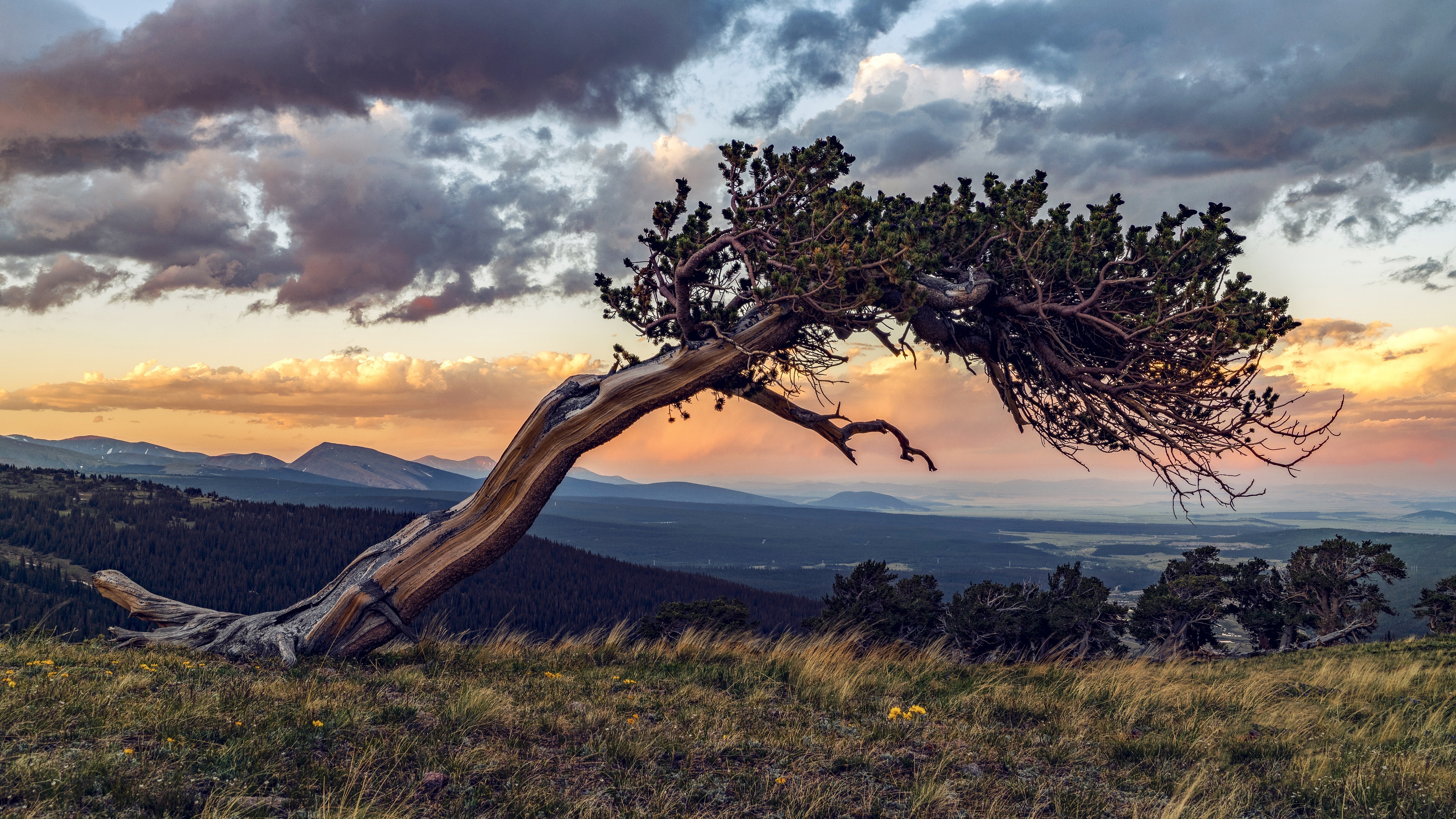 Bristlecone, Pine Trees Wallpaper, 3840x2160 4K Desktop