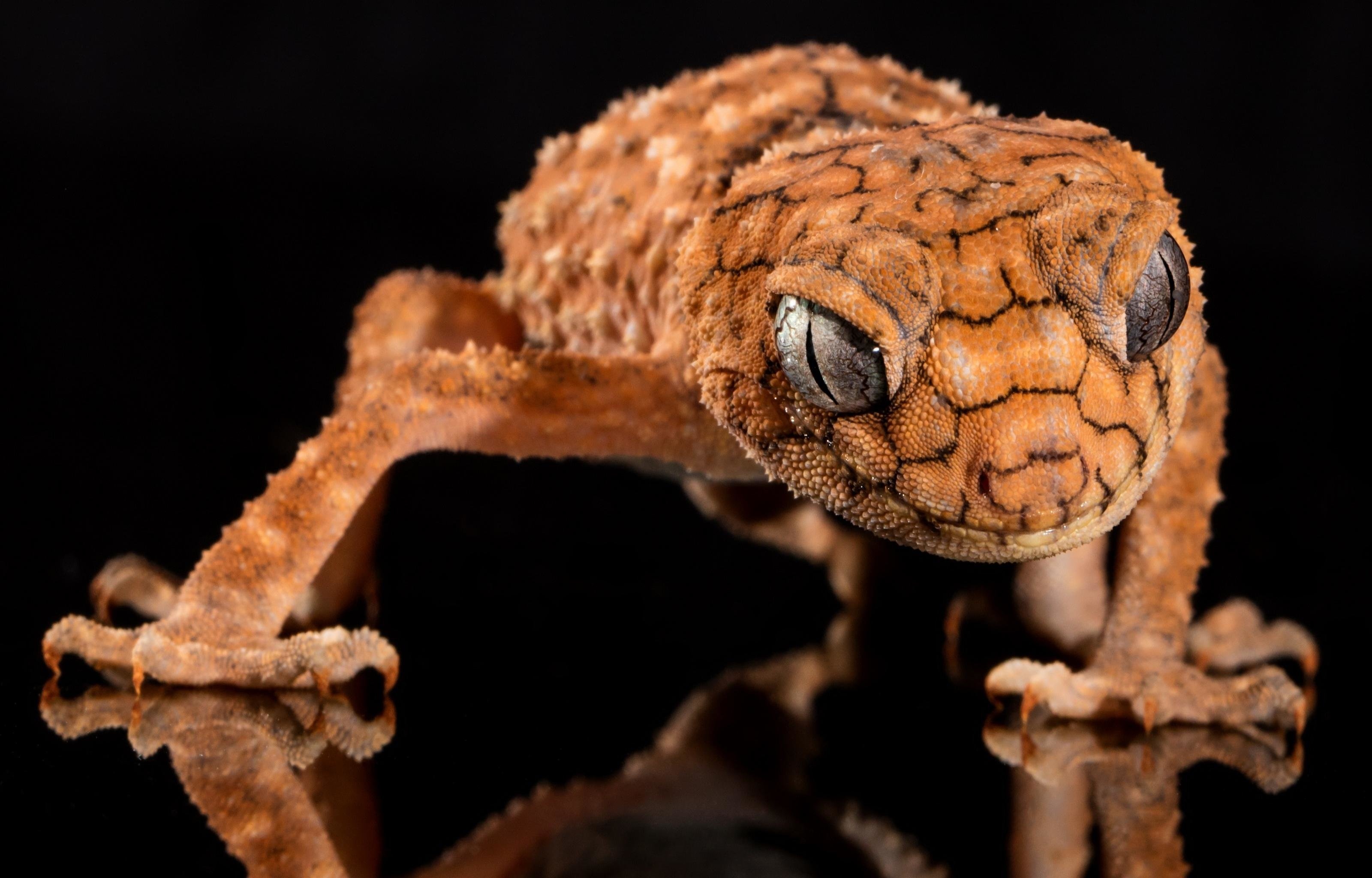 Nephrurus amyae, Geckos Wallpaper, 3200x2050 HD Desktop