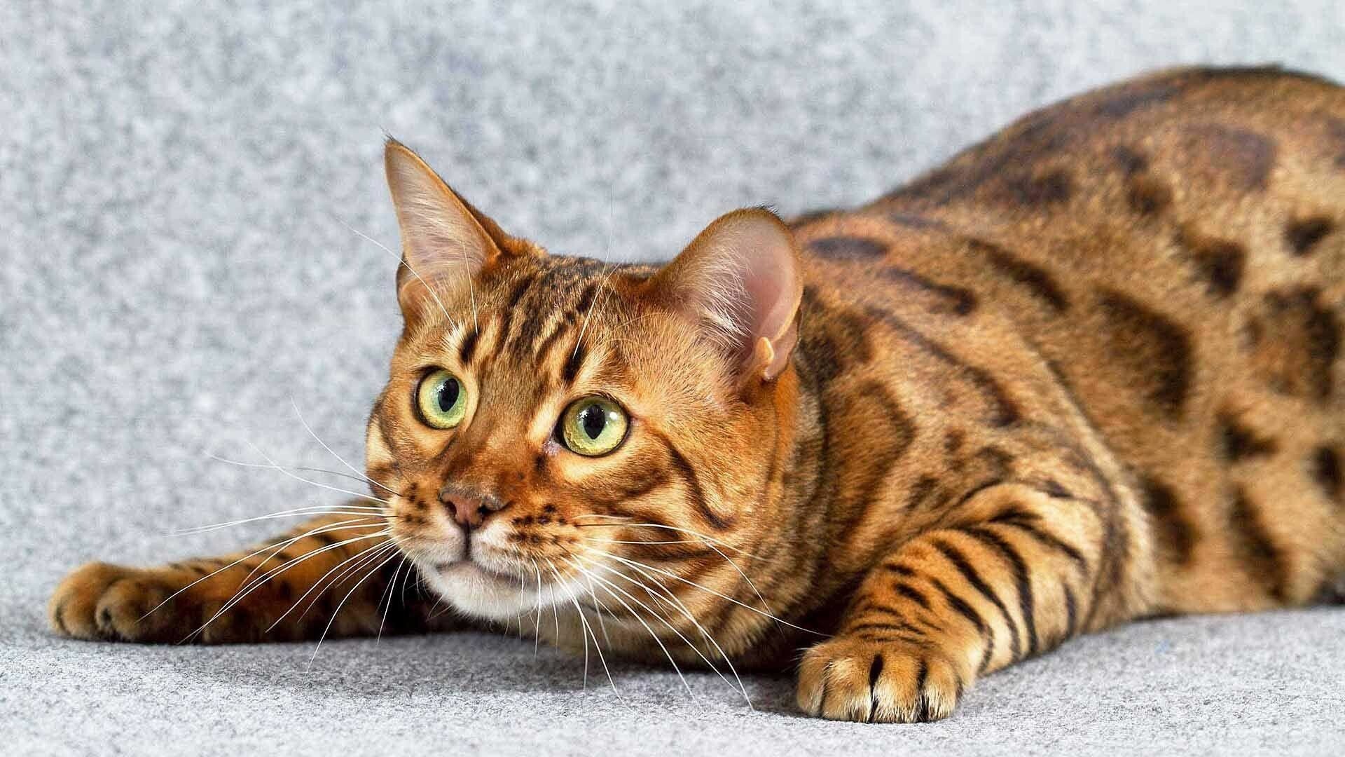 Bengal cat's elegance, Top-quality wallpapers, Striking cat breed, Bold and fierce, 1920x1080 Full HD Desktop