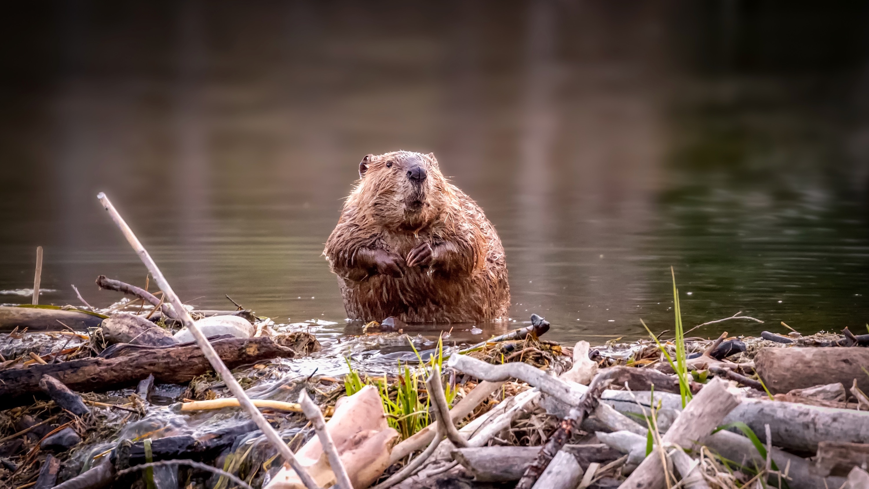 Rare beaver, Rescue operation, Xinjiang region, Wildlife conservation, 3000x1690 HD Desktop