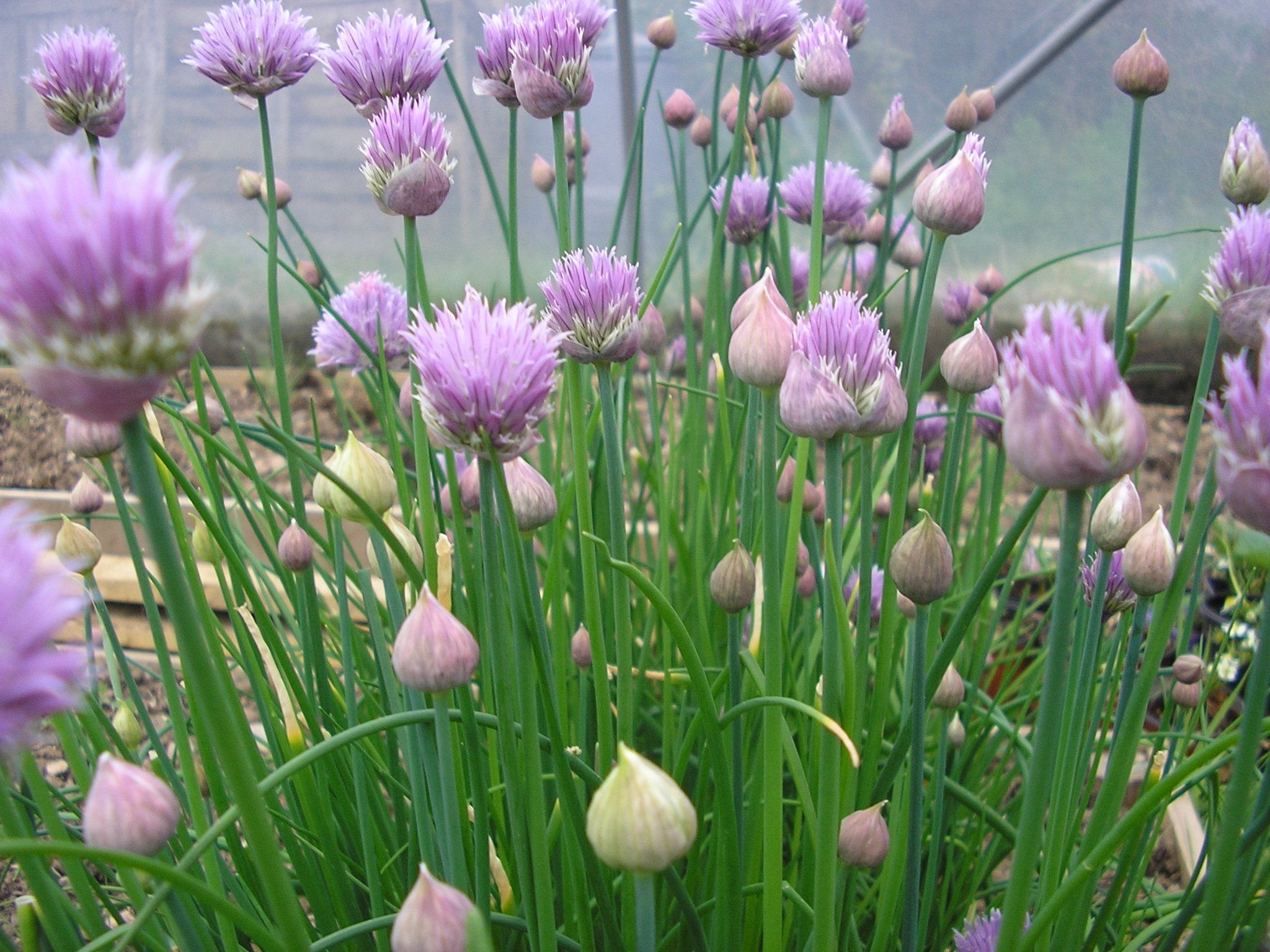 Chives plant, Growing chives, Allium schoenoprasum, Culinary herb, 2050x1540 HD Desktop