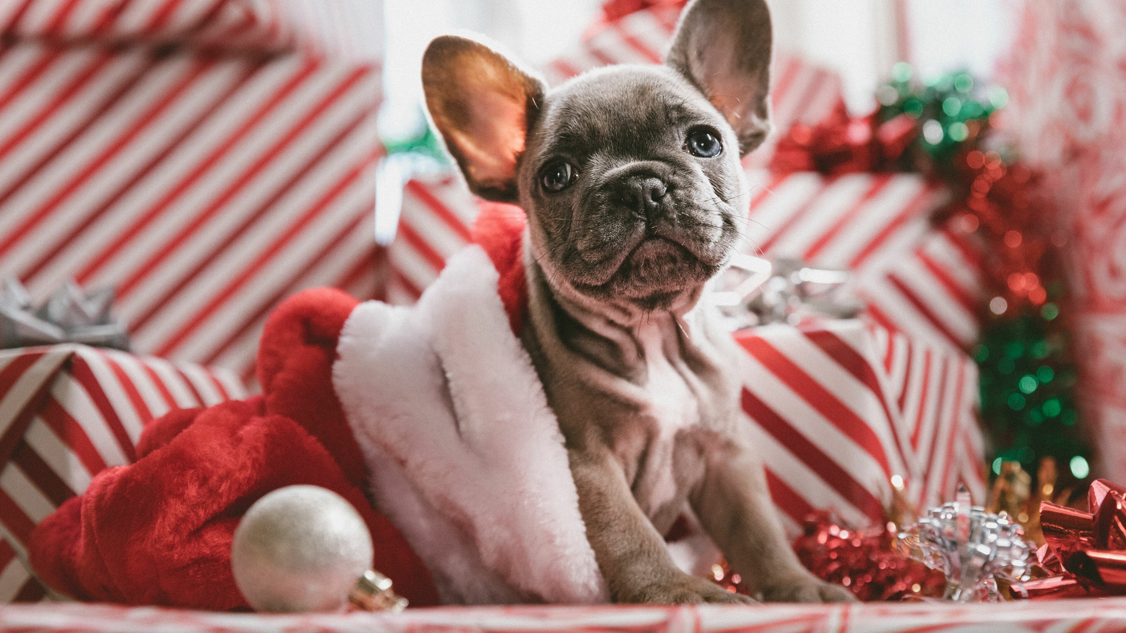 Christmas, French Bulldogs Wallpaper, 3840x2160 4K Desktop