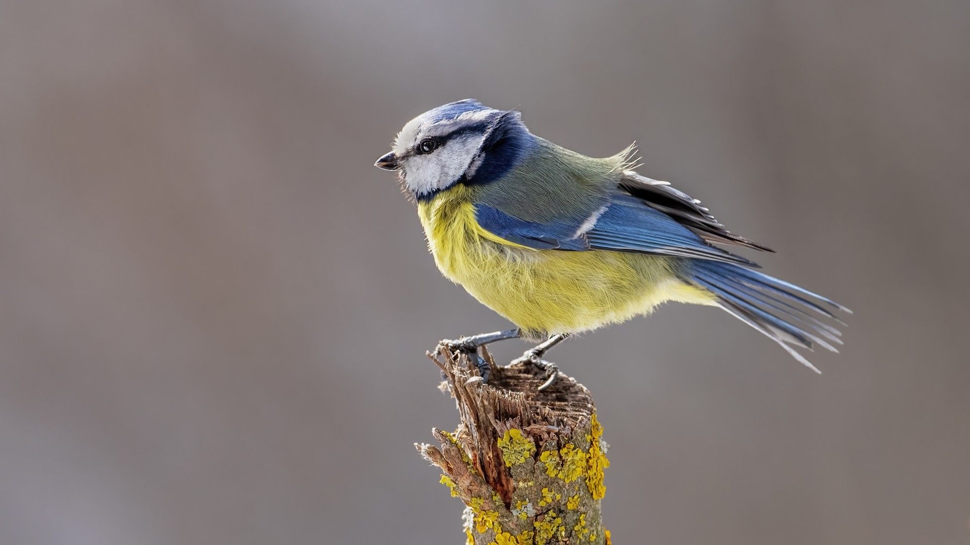 Tit Bird, Feathered Friends, Ornithology Delight, Avian Beauty, 1920x1080 Full HD Desktop