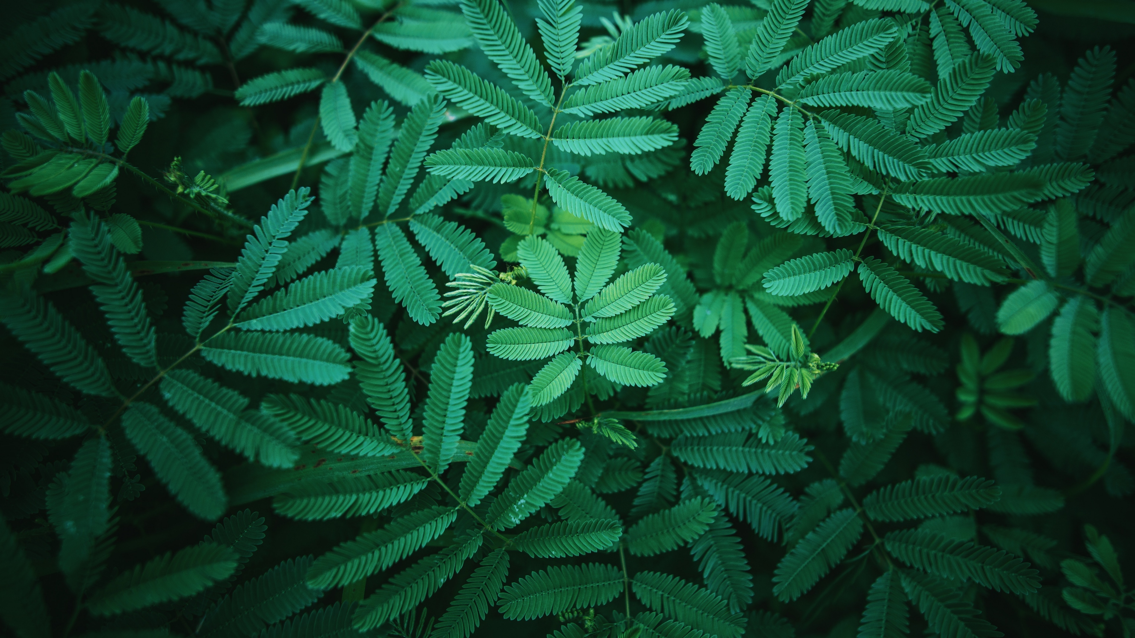 Green Leaf, Leaves wallpaper, Green spring, Nature, 3840x2160 4K Desktop