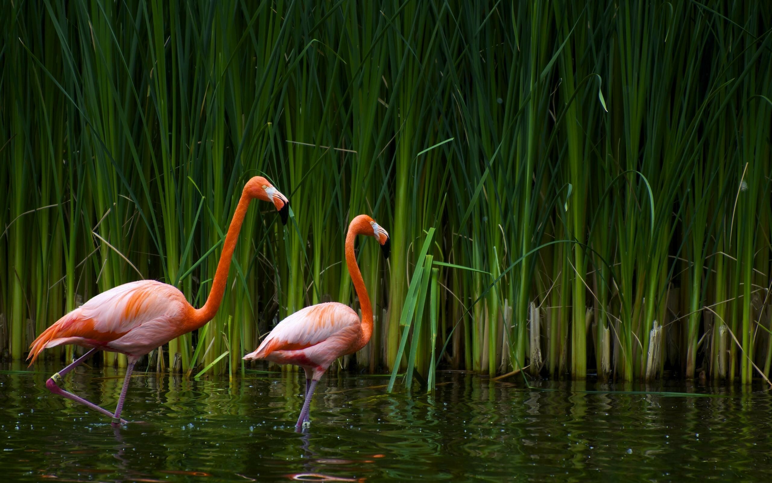 Flamingo beauty, Majestic bird, Tropical habitat, Graceful posture, 2560x1600 HD Desktop