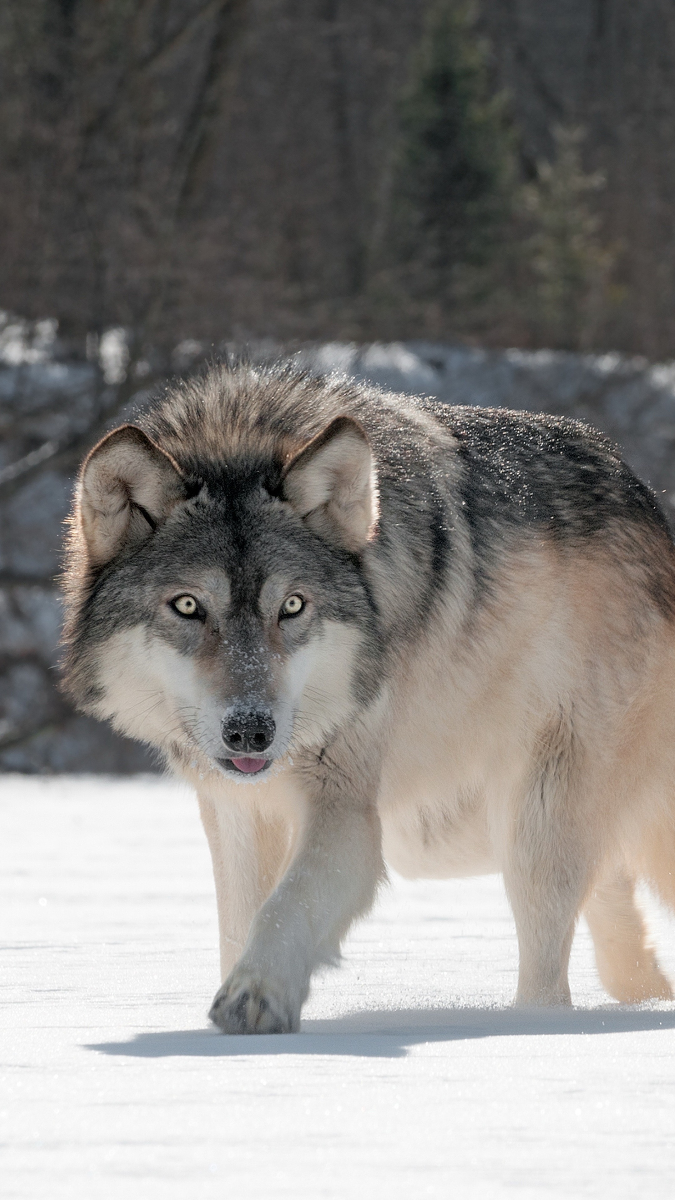 Gray Wolf, Wild wolf, Sony Xperia, HD 4k wallpapers, 2160x3840 4K Phone