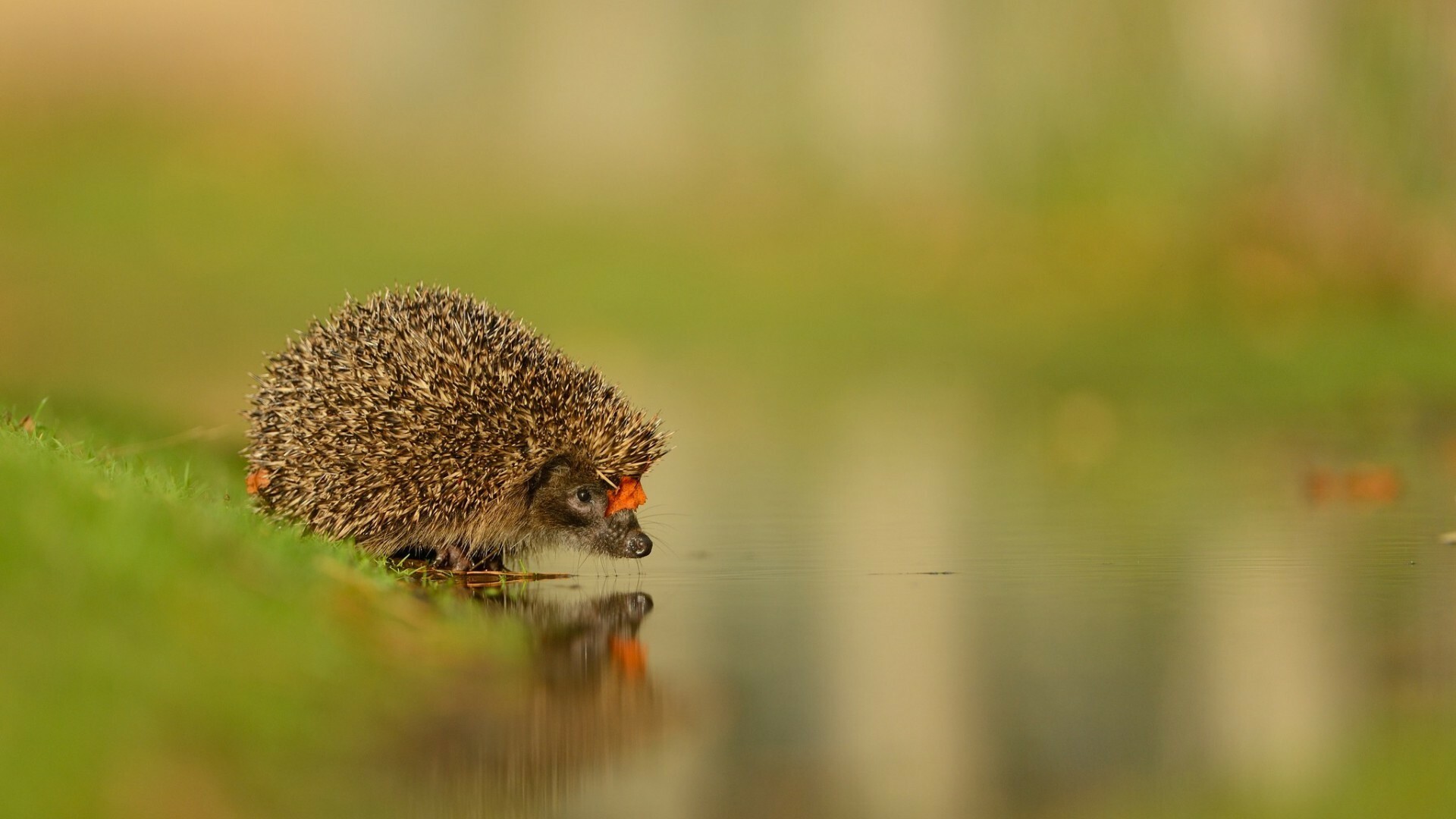 Reflection, Hedgehogs Wallpaper, 1920x1080 Full HD Desktop