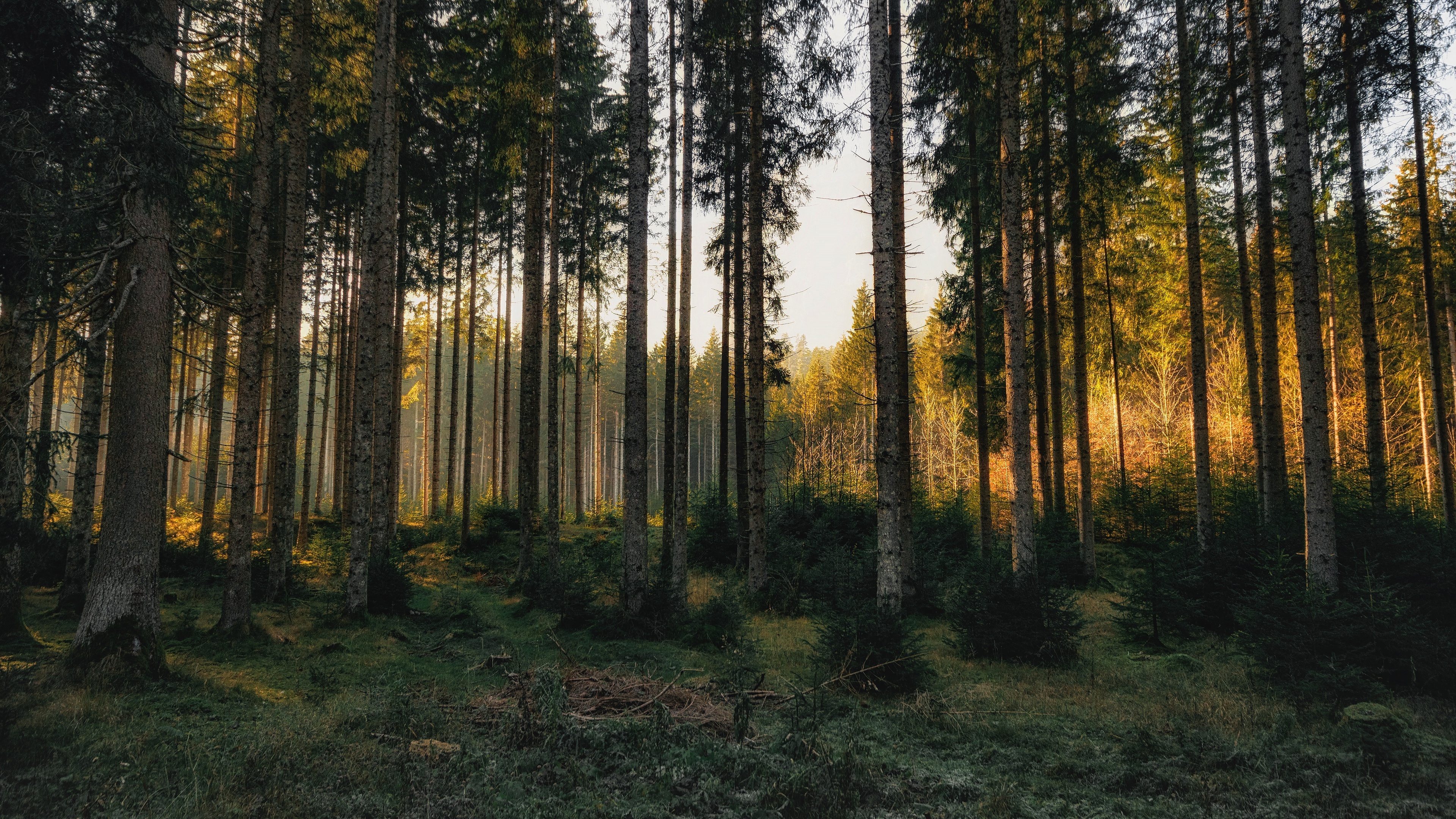 tall pine tree trunks, golden morning sunlight, mossy forest floor, 4K Desktop wallpaper
