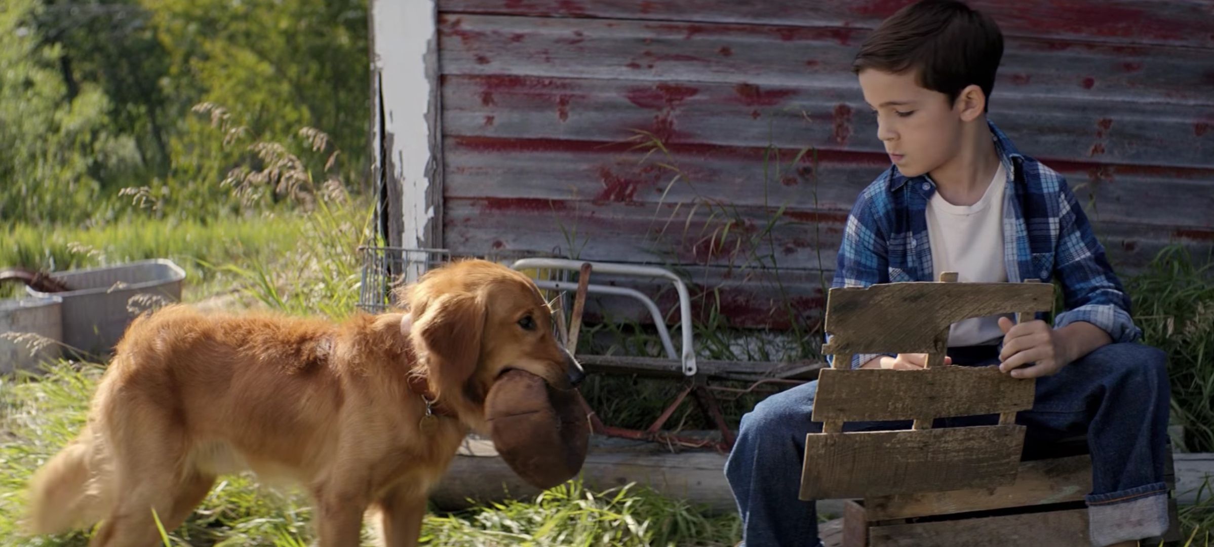 A Dog's Purpose, HD wallpaper, Emotional storyline, Heartwarming movie, 2400x1080 Dual Screen Desktop