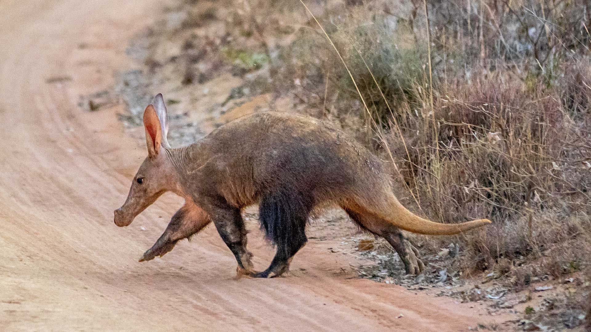 Aardvark, Haibu, Adorable, Playful, 1920x1080 Full HD Desktop