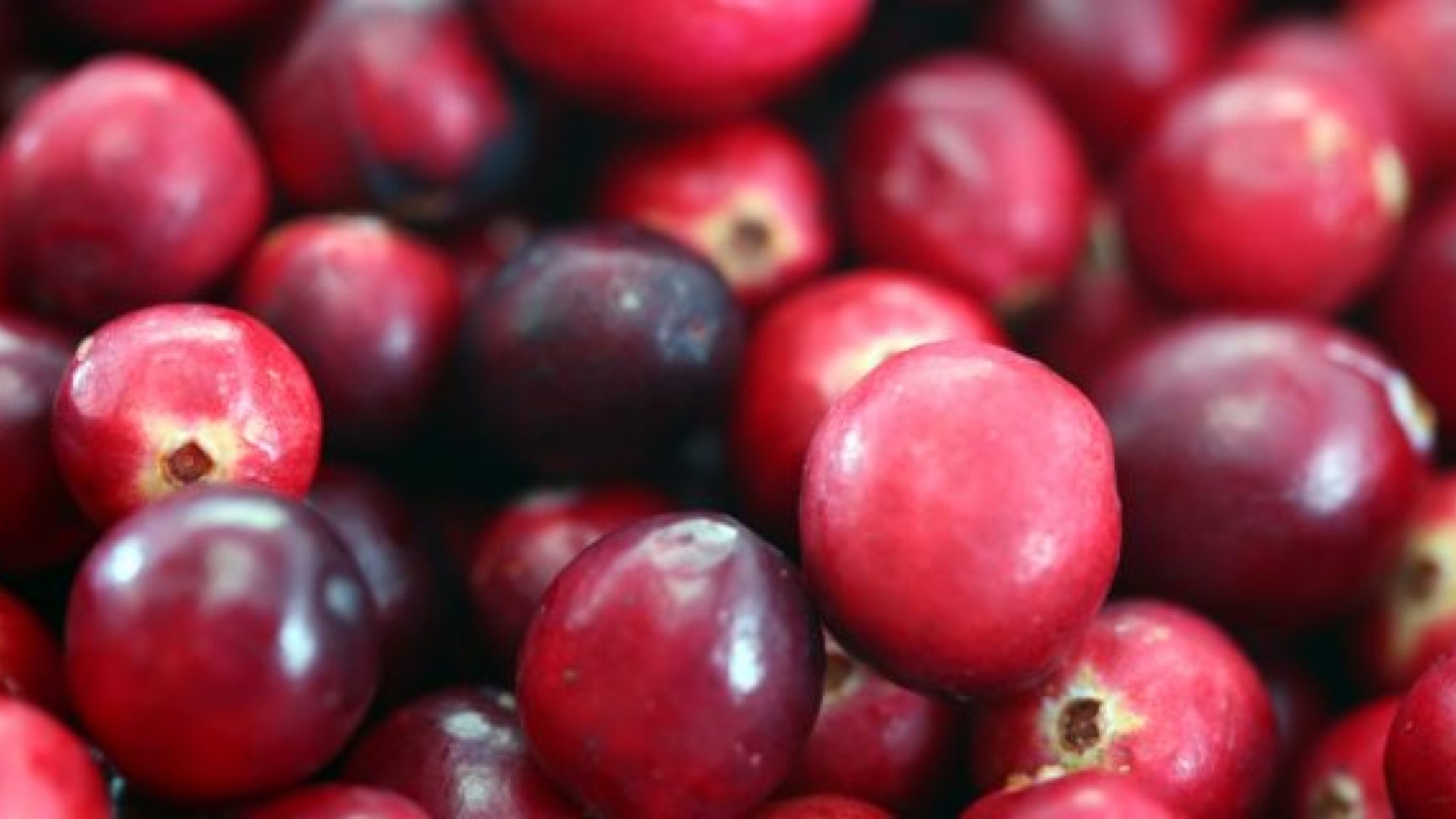 Prehistoric cranberries, Ancient history, Cranberry's tale, Natural wonder, 2240x1260 HD Desktop