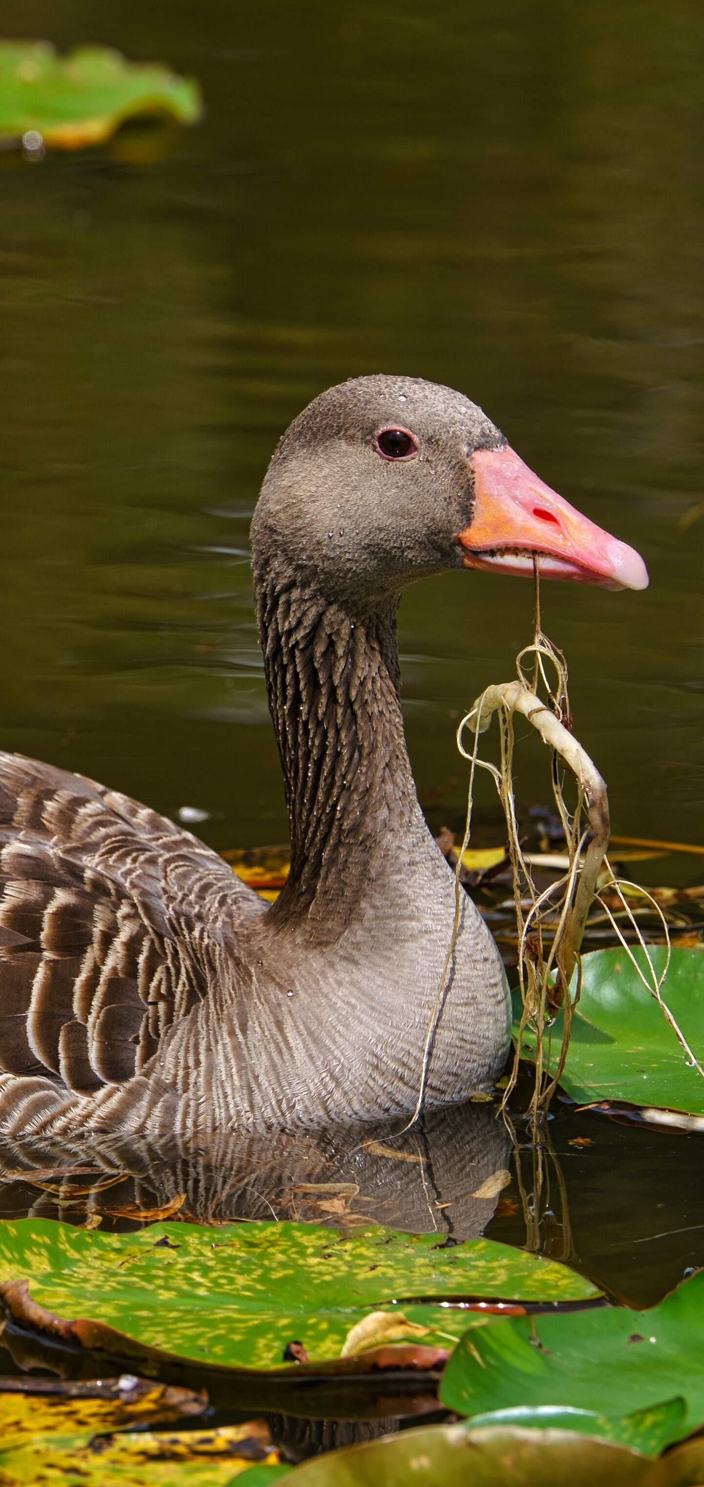 Captivating animal, Feathered wonder, Beautiful goose, Natural splendor, 1440x3040 HD Phone