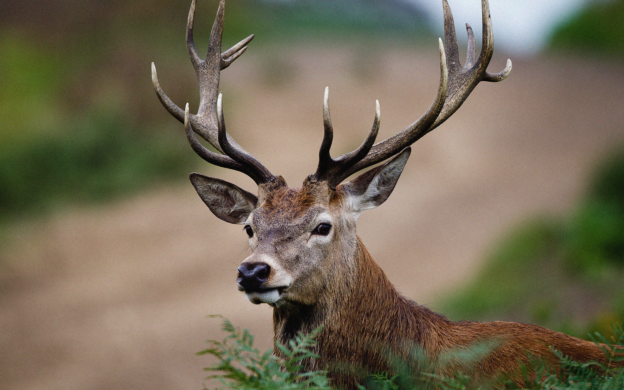 Zombie deer disease, Texas' fight against, Intensive efforts, Texas Monthly, 2400x1500 HD Desktop