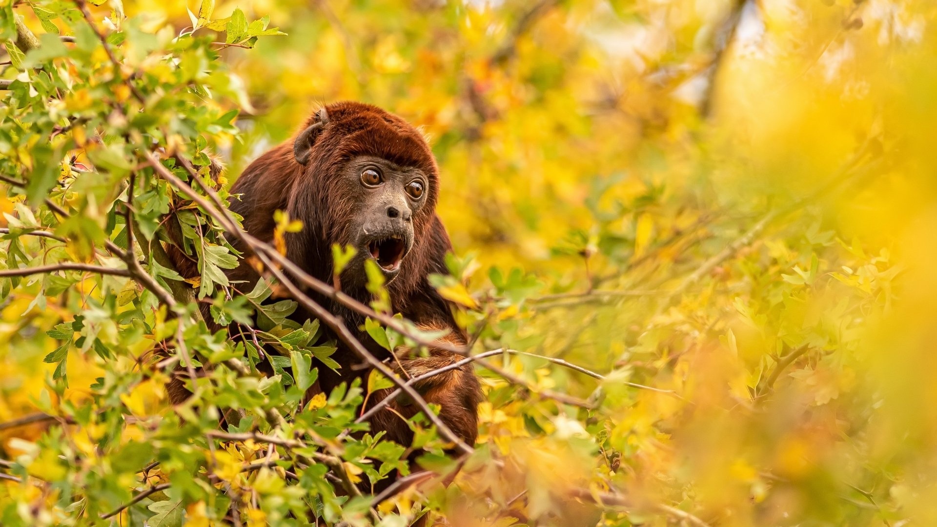 Howler Monkey, 4K wildlife wallpapers, Primate portraits, Ultra HD nature, 1920x1080 Full HD Desktop