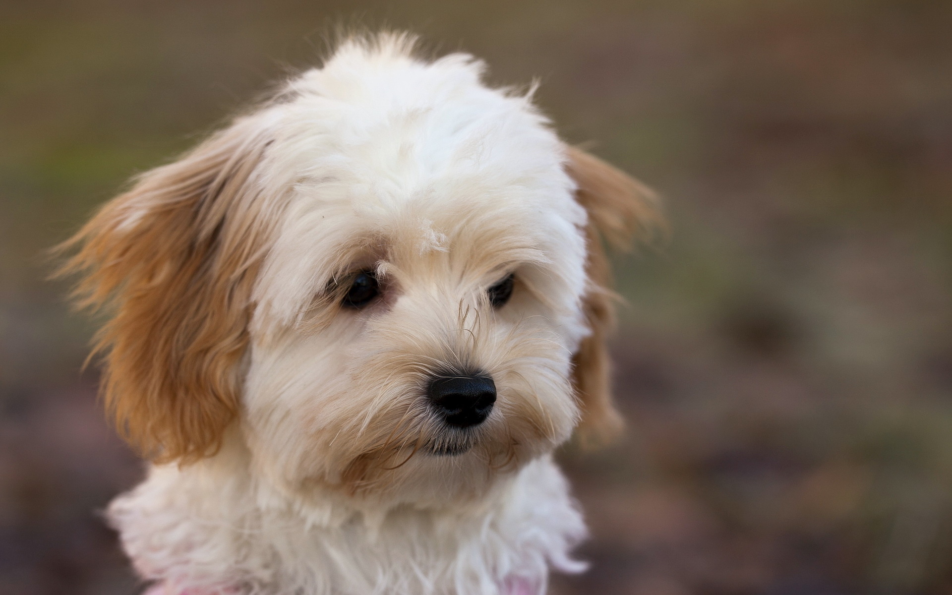 Bolognese Dog, Dog wallpaper, 1920x1200 HD Desktop