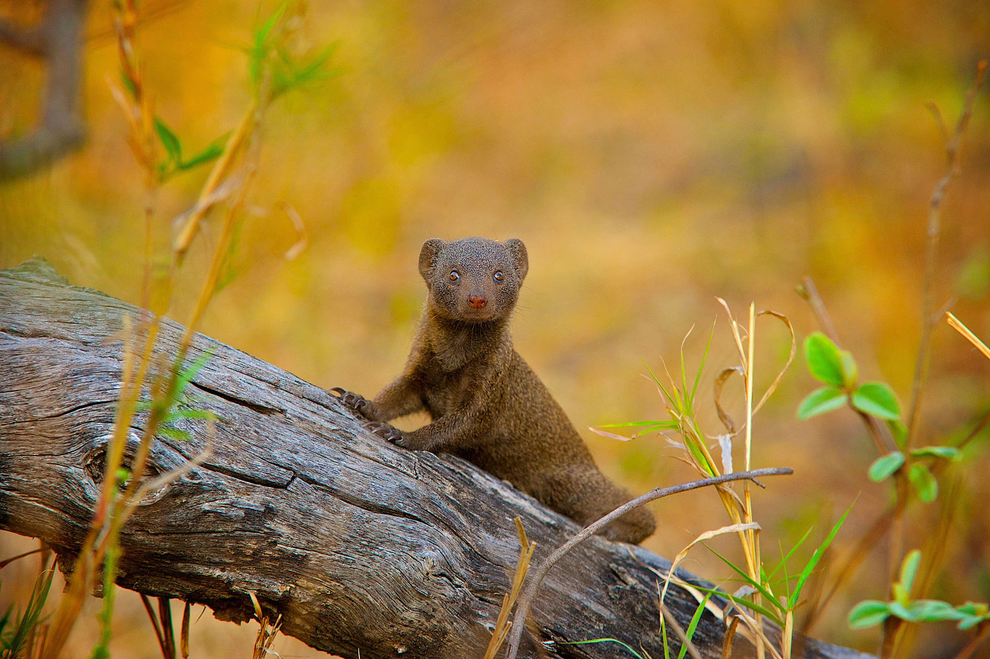 Mongoose, Playful behavior, Hilarious video, Fooling bird, 2000x1340 HD Desktop