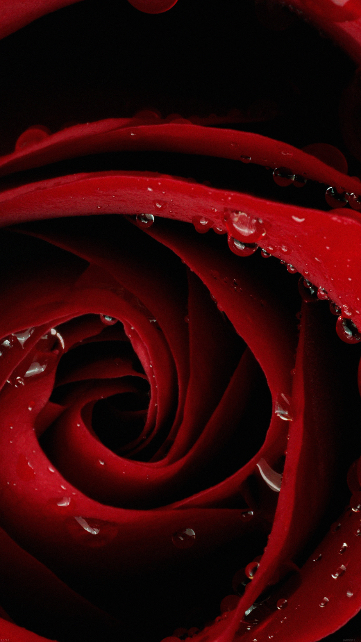 red rose bloom, dew drops on petals, macro flower spiral, HD Phone wallpaper