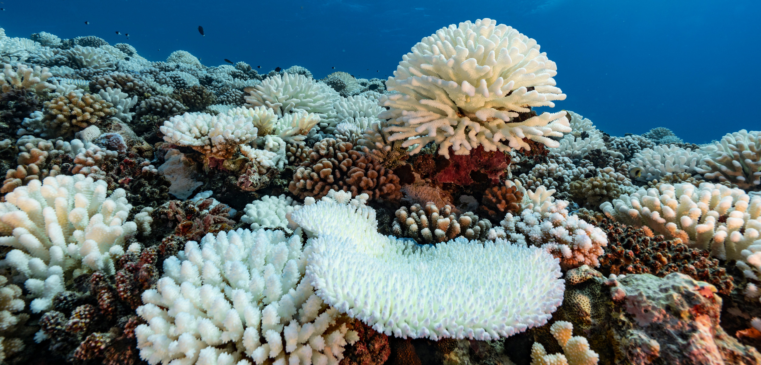 Coral survival rumors, Exaggerated hakai magazine, 2500x1210 Dual Screen Desktop