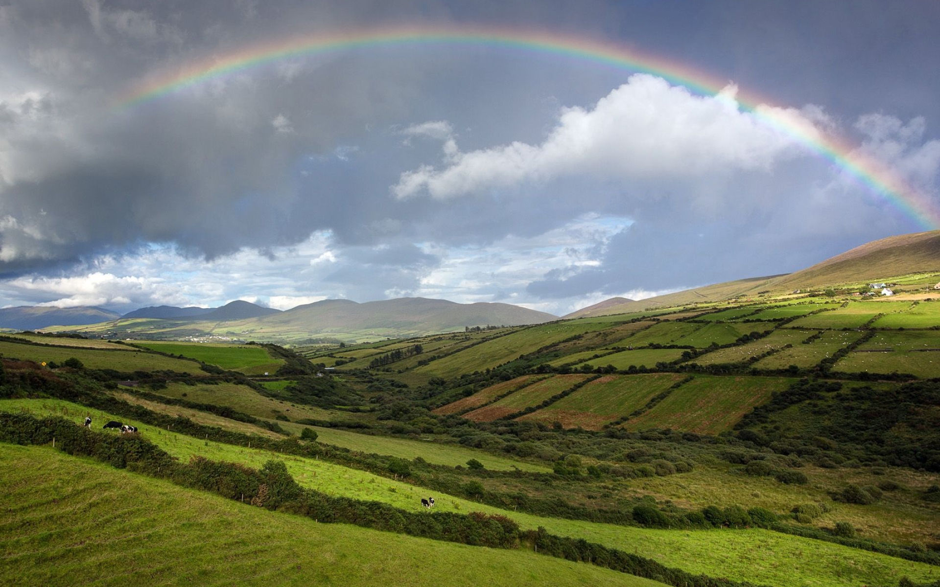 Rainbow across stormy sky, Rolling green farmland hills, Grazing cattle in pasture, HD Desktop wallpaper
