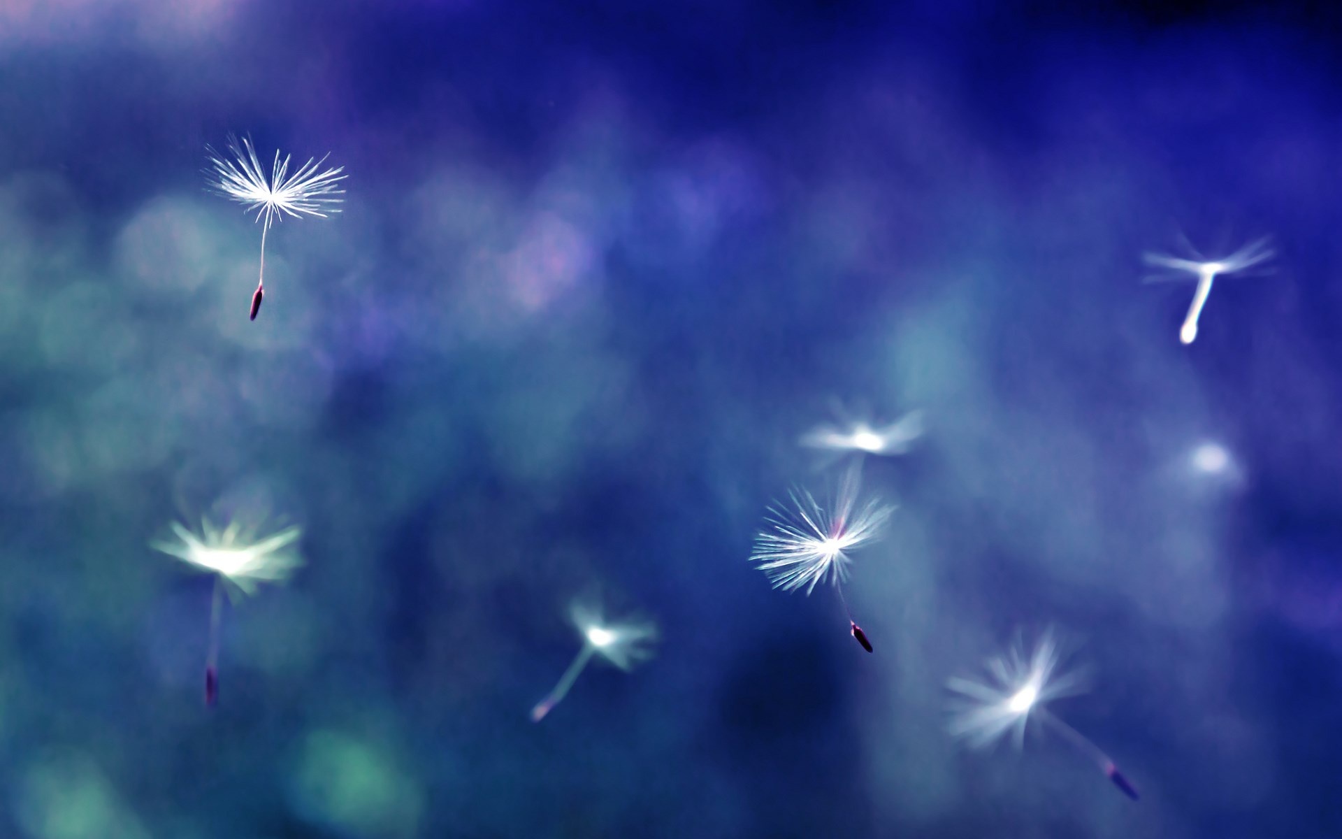 Dandelion seeds, Airborne marvels, Whimsical wonders, Botanical flight, 1920x1200 HD Desktop