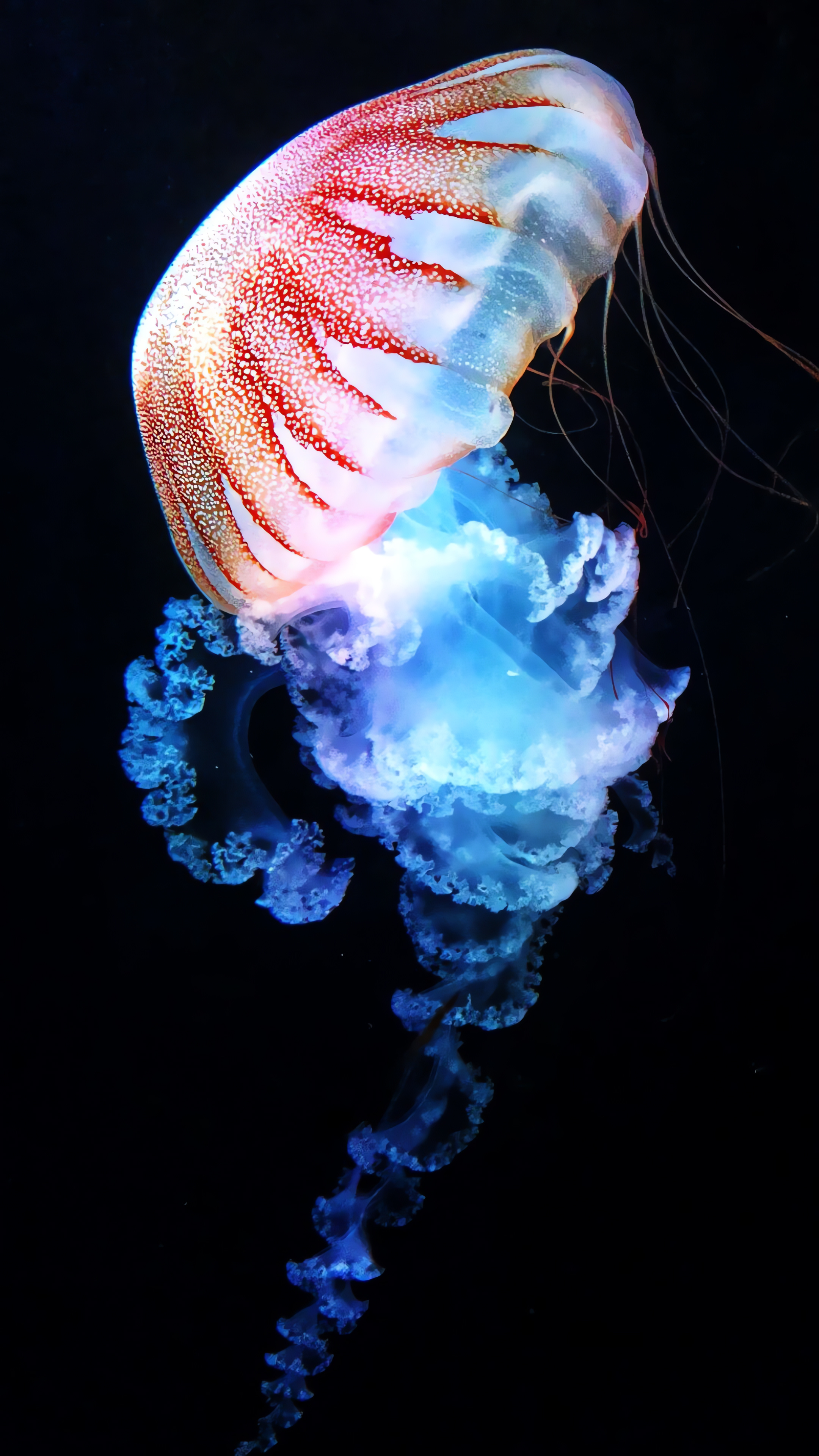 Jellyfish wallpapers, Best quality, HD 4K, Mesmerizing backgrounds, 2160x3840 4K Phone