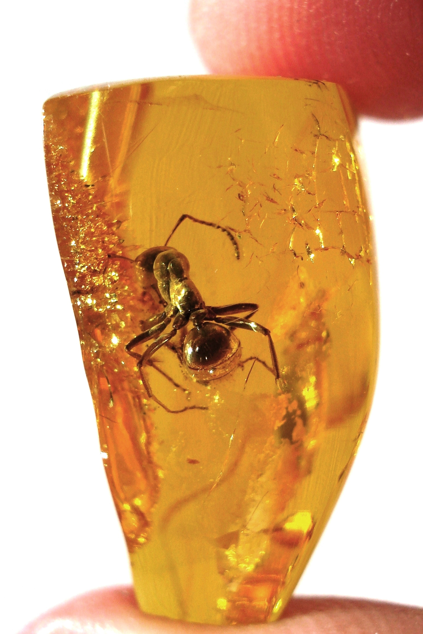 Amber mineral, Wikipedia, 1480x2220 HD Phone