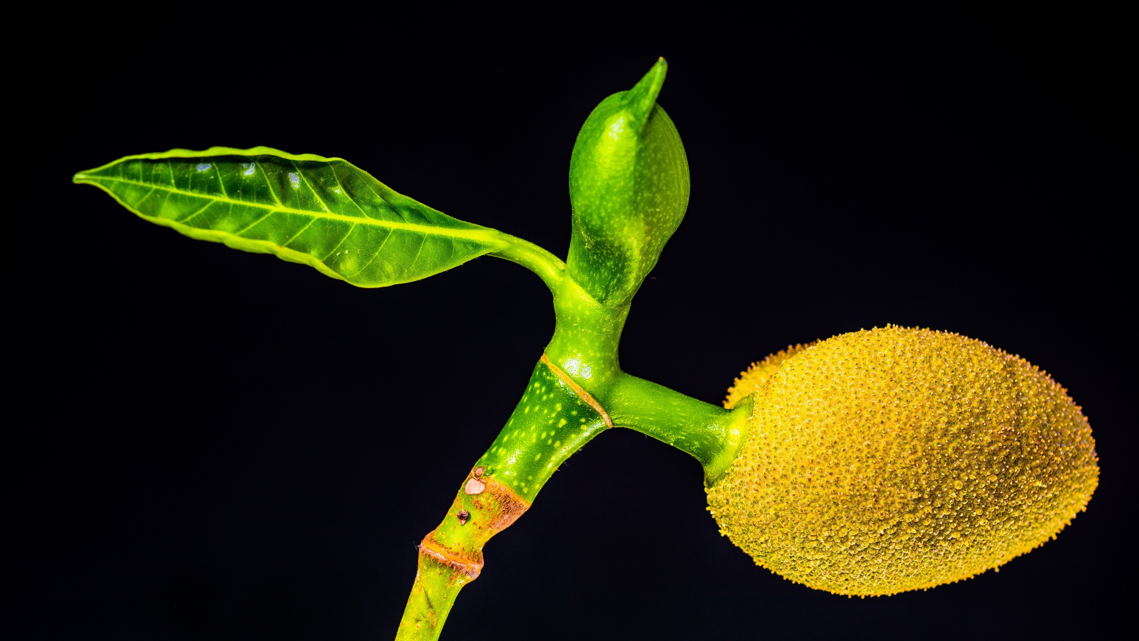 Jackfruit wallpaper, 5k resolution, Food photography, Visual feast, 3840x2160 4K Desktop