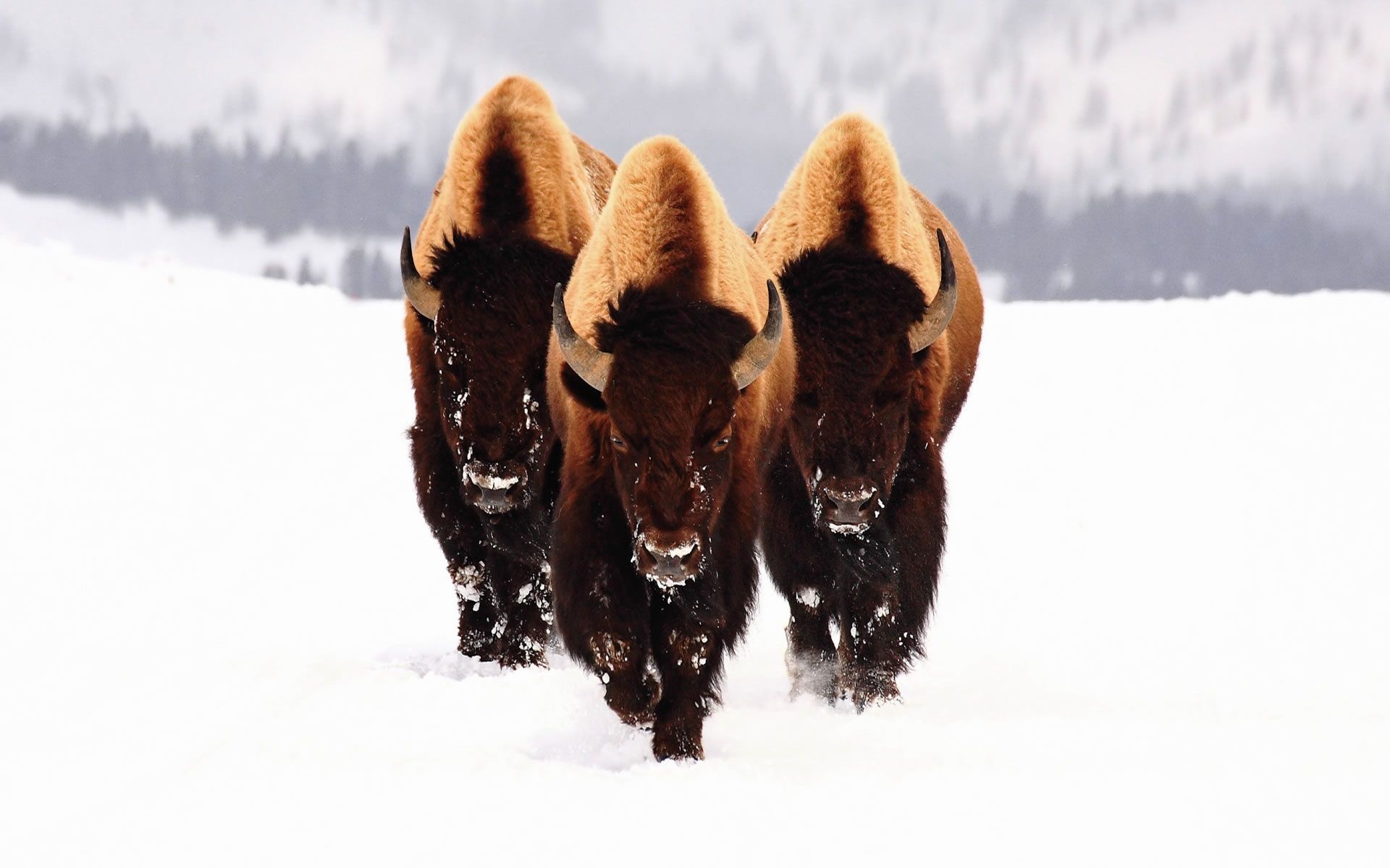 Pixel buffalo wallpaper, Wildlife photography wonder, Animal kingdom, Windows HD wallpaper, 1920x1200 HD Desktop