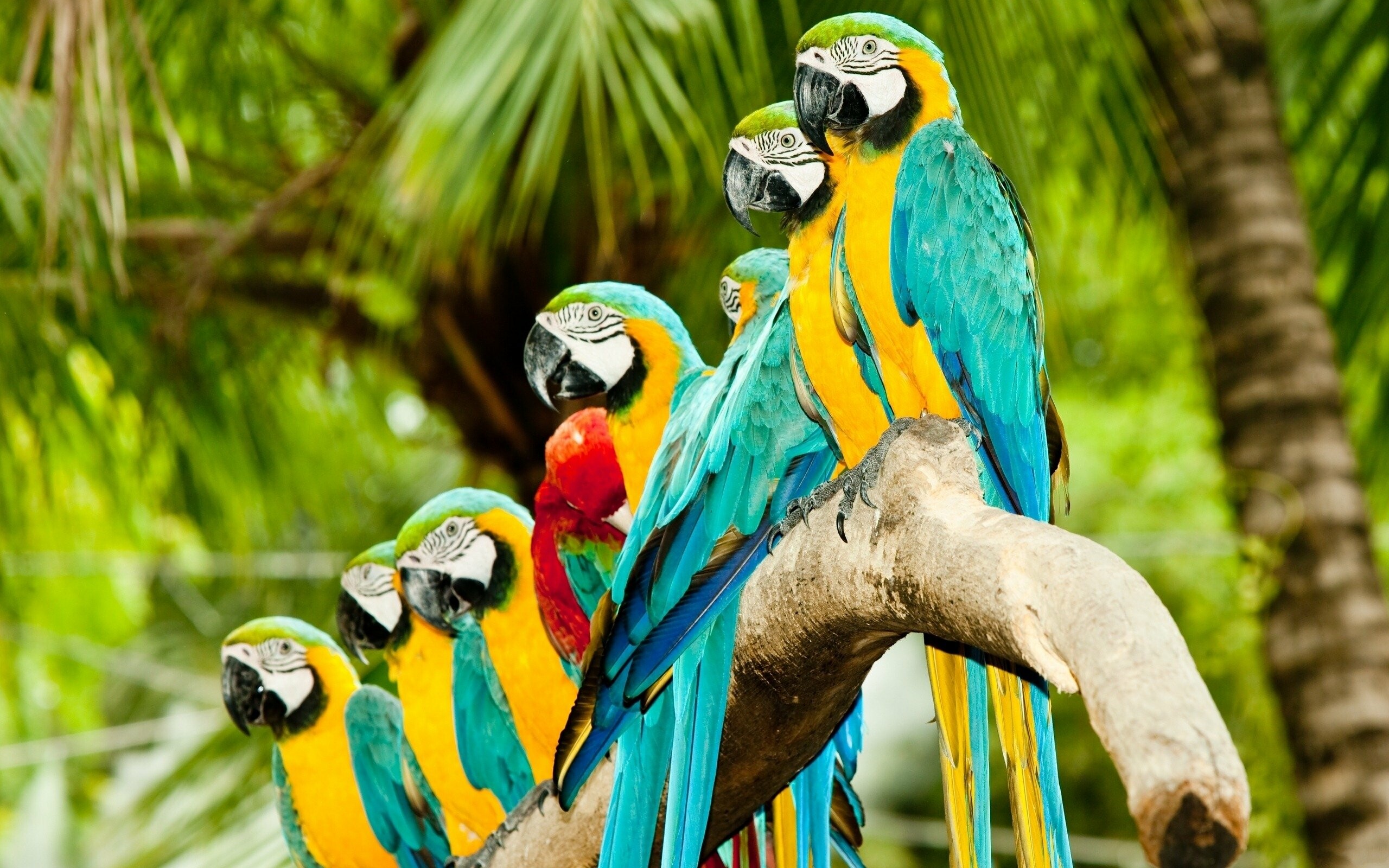 Beautiful parrot wallpaper, High-definition image, Nature's wonders, Stunning avian species, 2560x1600 HD Desktop