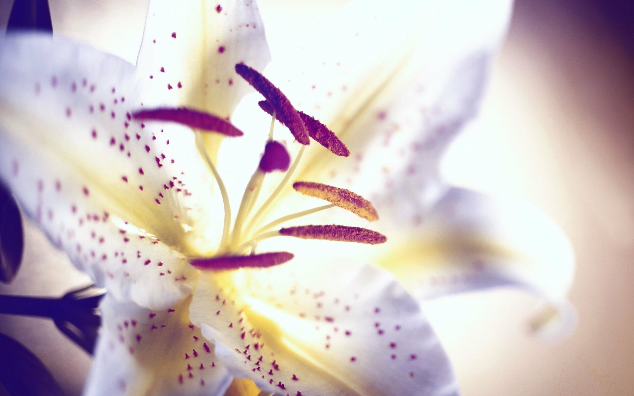 White lily flower, Zoey Anderson, Pure and elegant, Nature, 2560x1600 HD Desktop