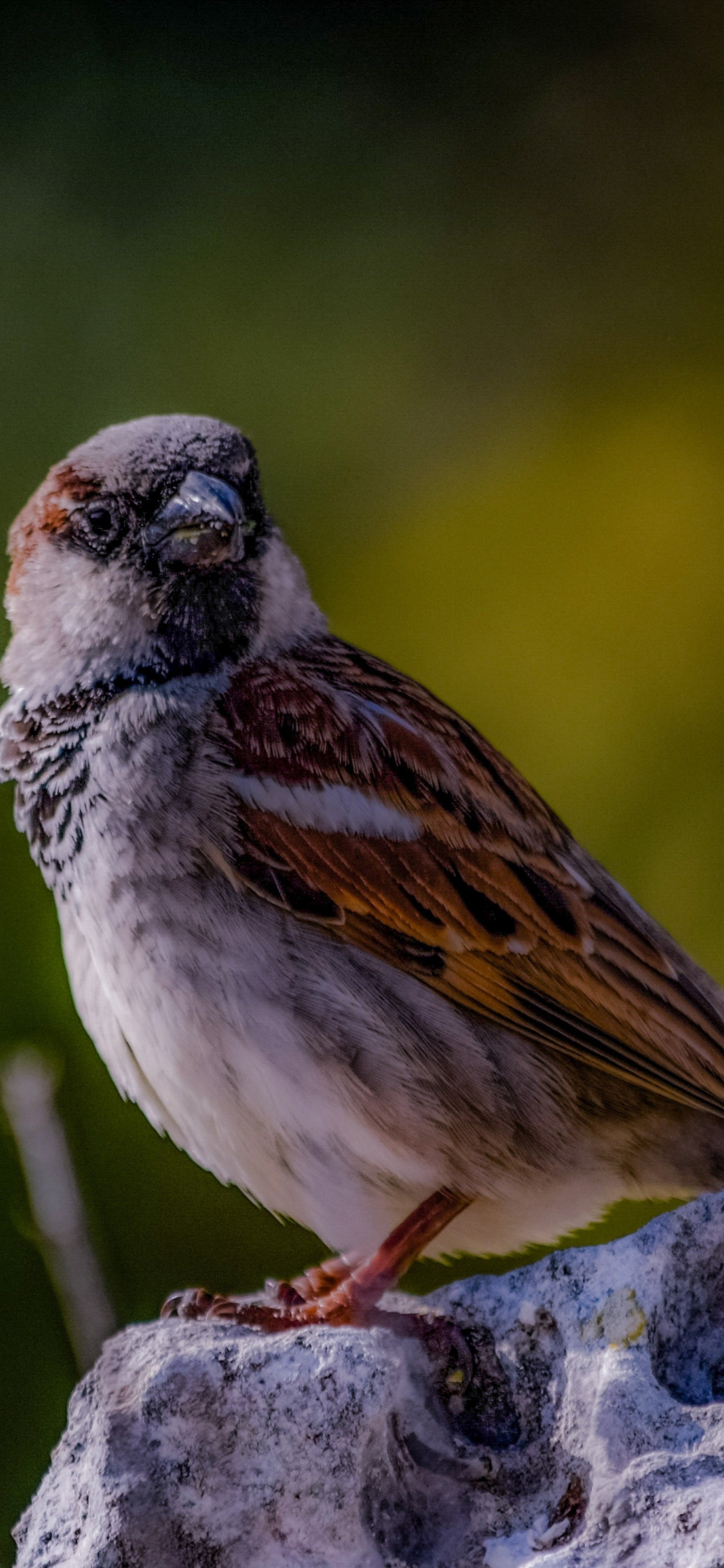 Portrayed sparrow, Avian wallpaper, iPhone image, Perfect capture, 1130x2440 HD Phone